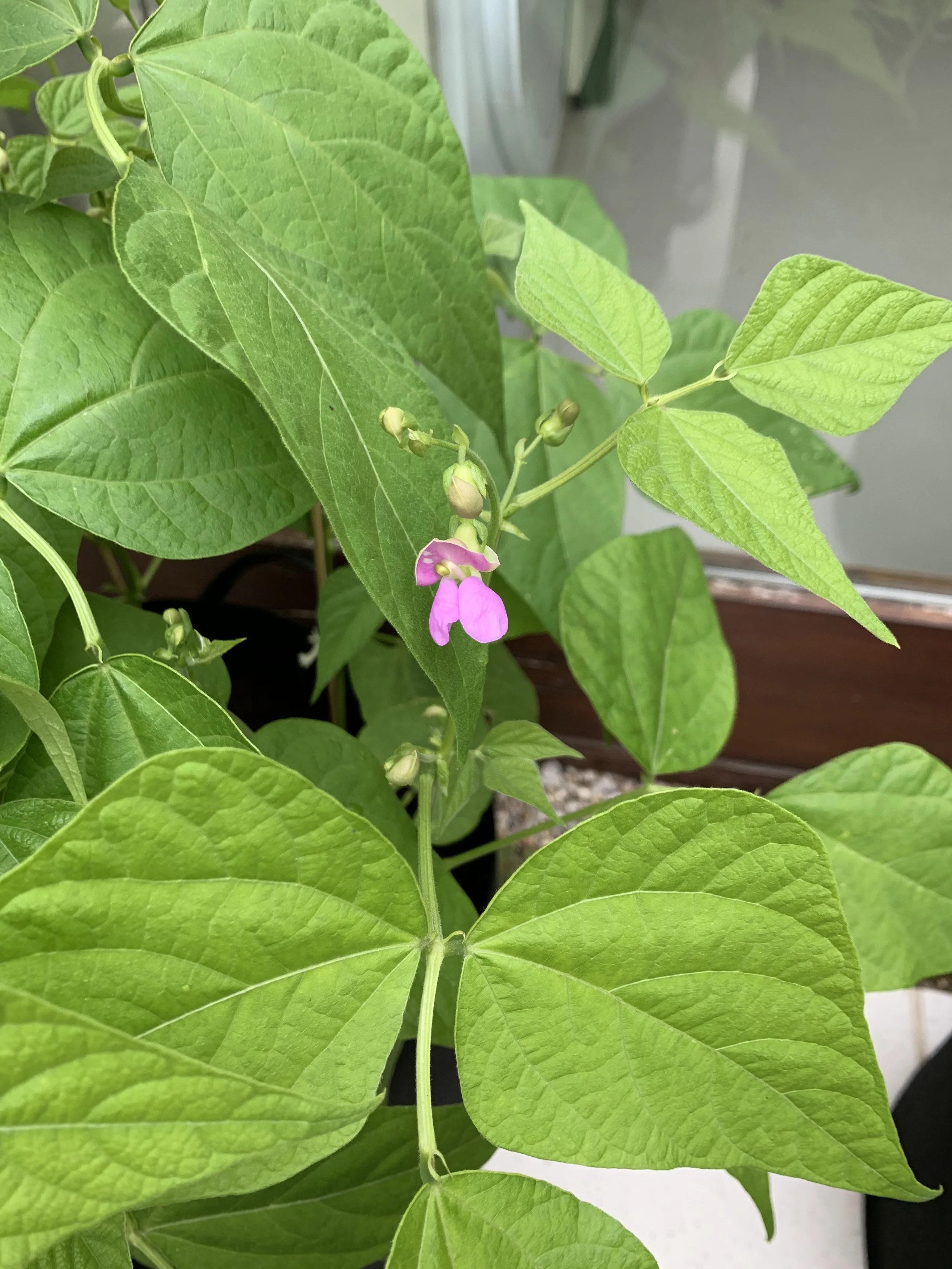 Easy Steps to Growing Green Beans in Containers — Meadowlark Journal