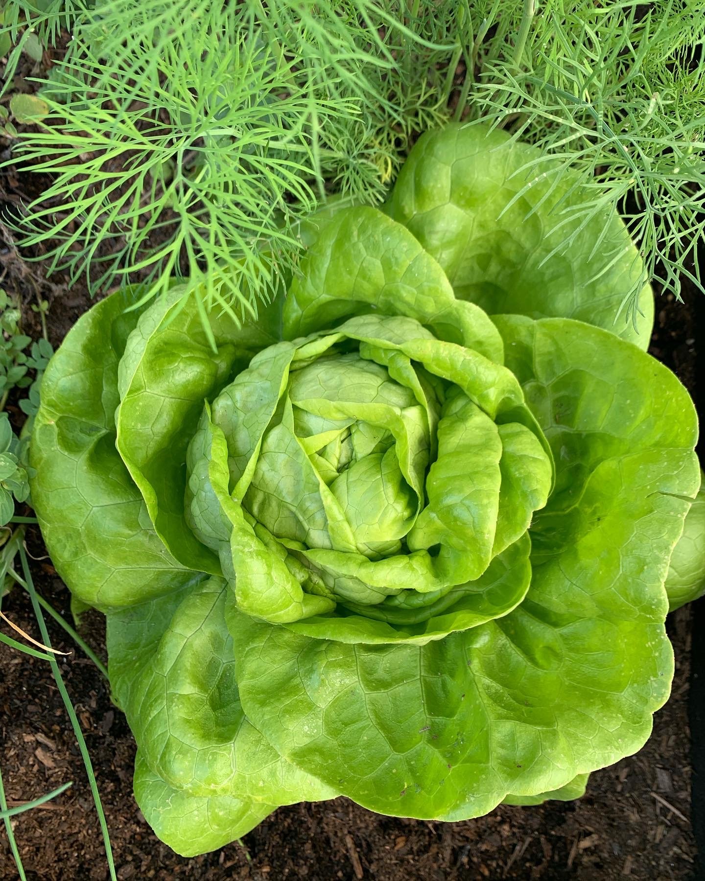 List of vegetables visual data 8