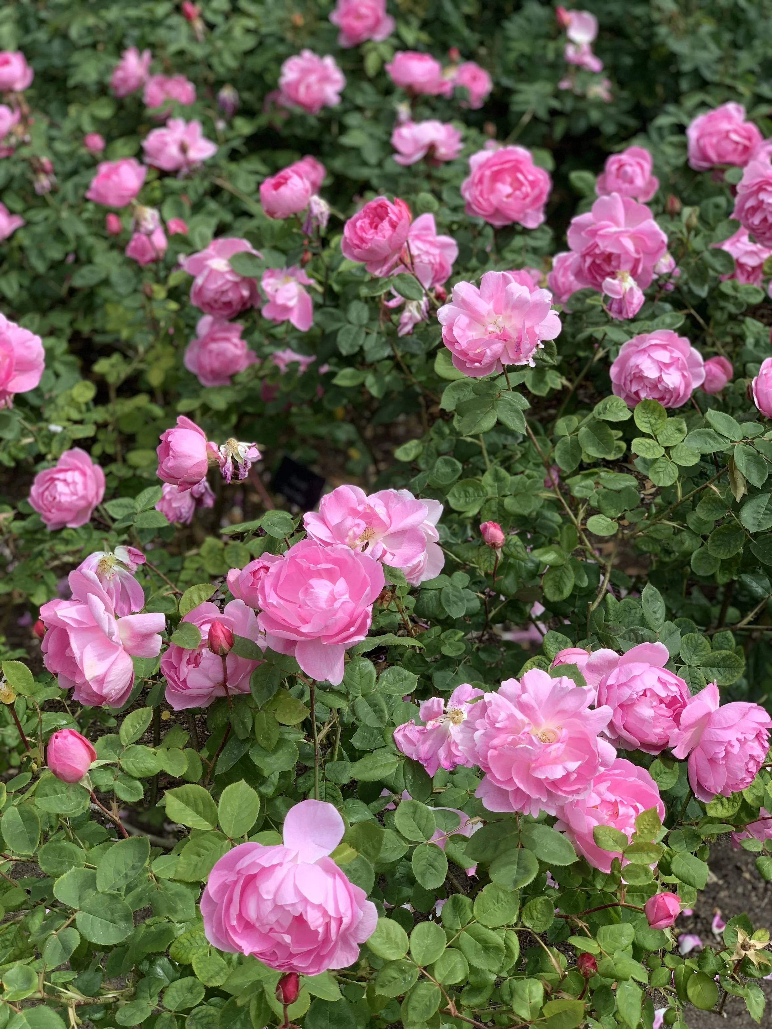 14 Best Companion Plants To Help Your Roses Grow – Braun Papenburg