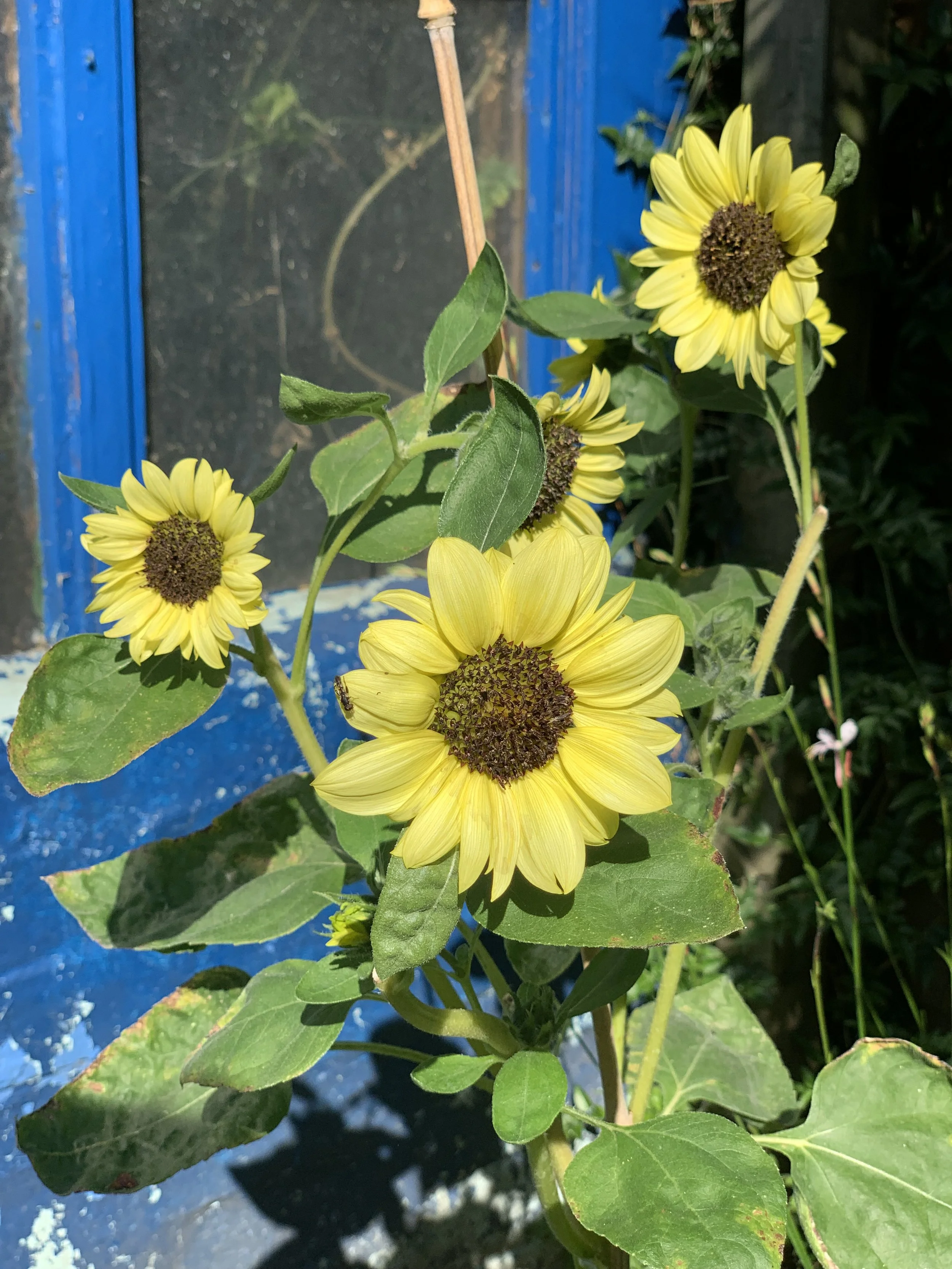 When to Harvest Sunflower Seeds