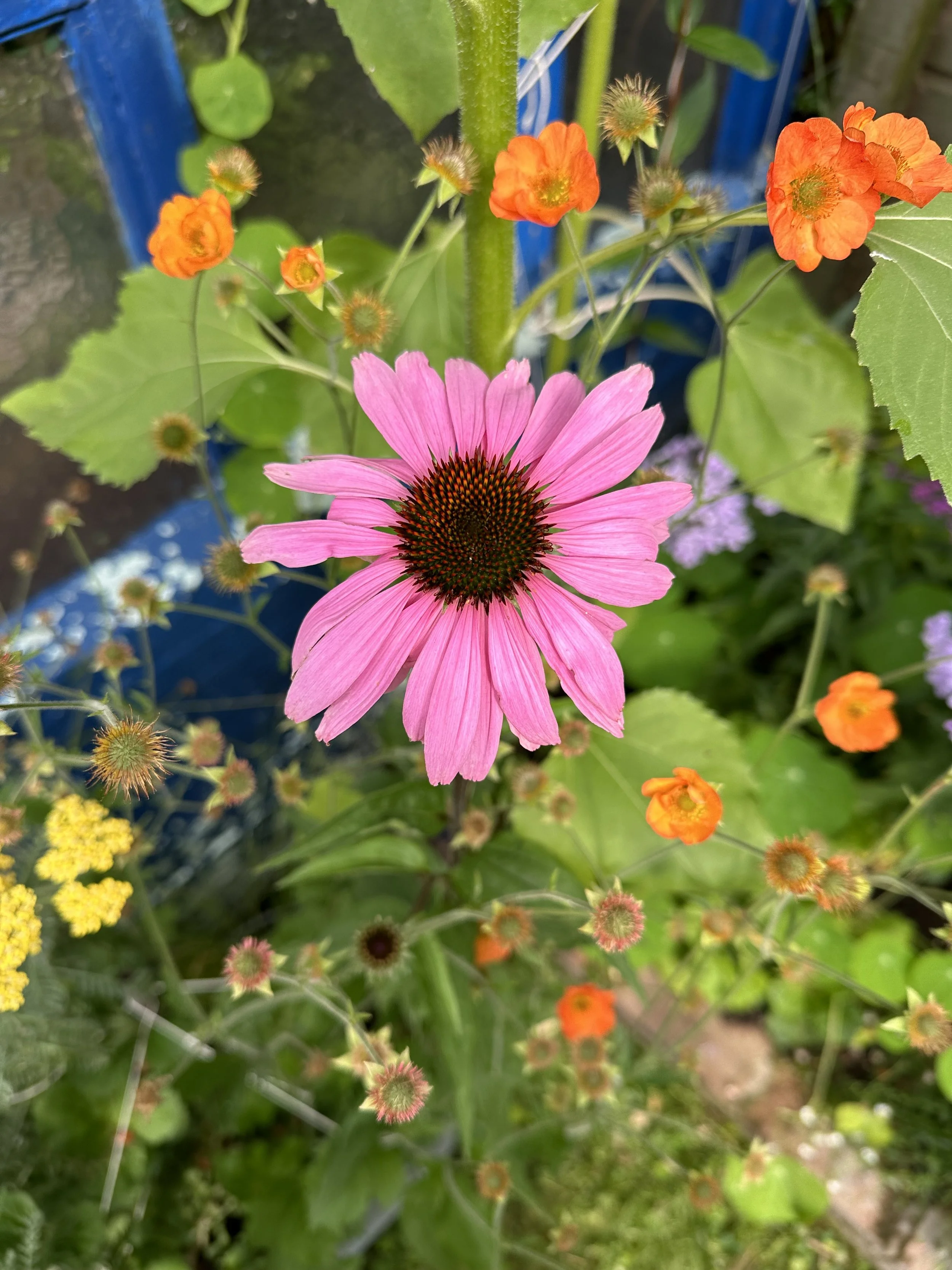 The Perfect Partners: Echinacea Companion Planting Guide