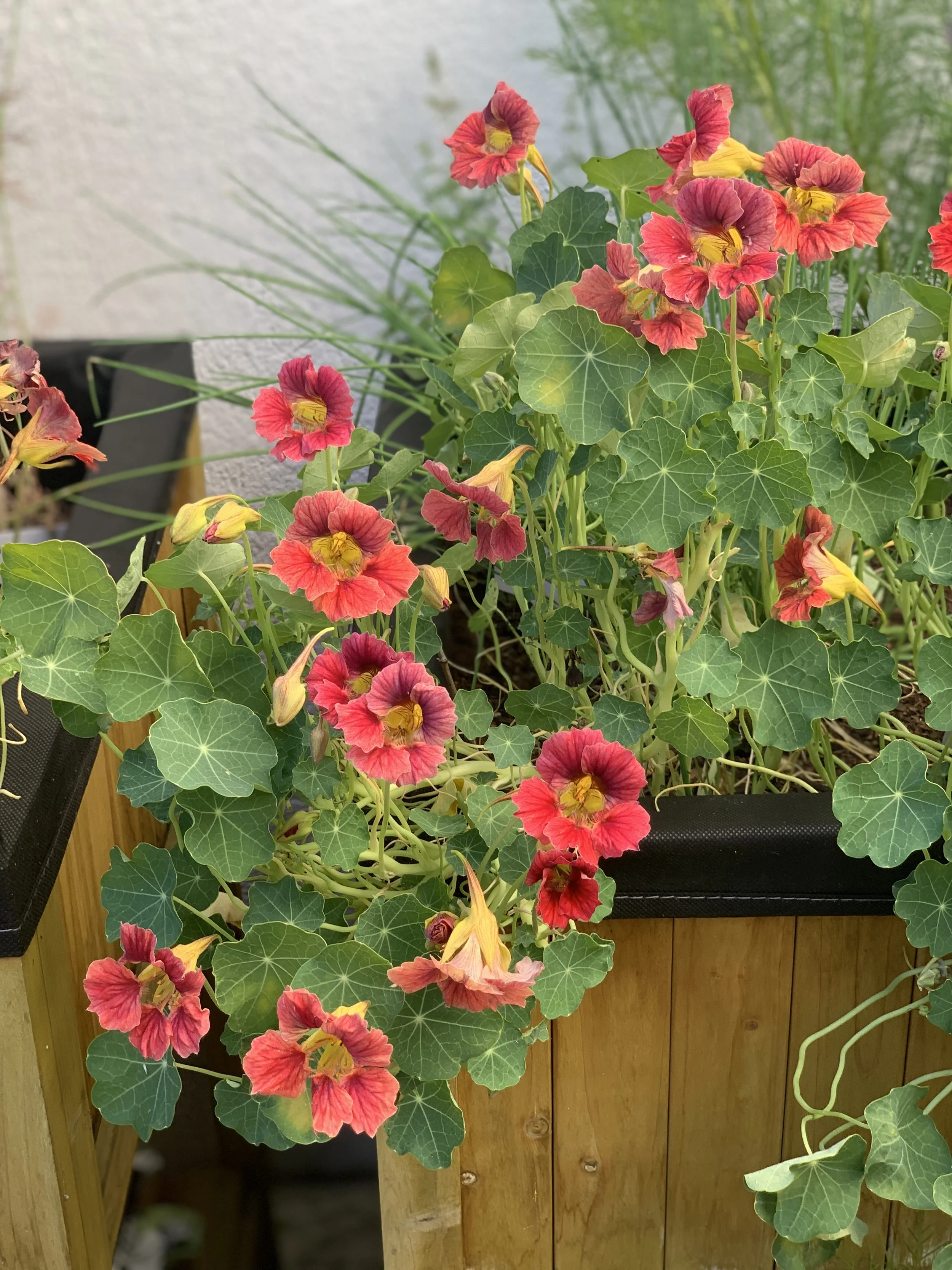 The 10 Best Edible Flowers to Grow