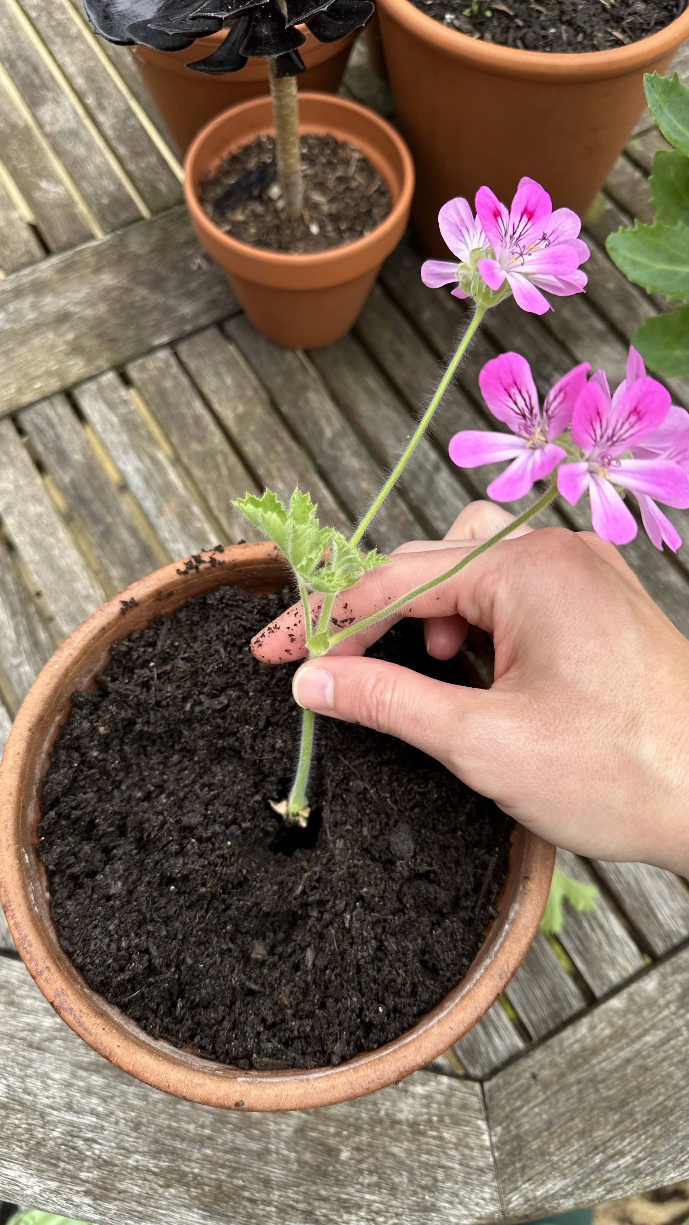 How To Grow Geranium Cuttings Meadowlark Journal