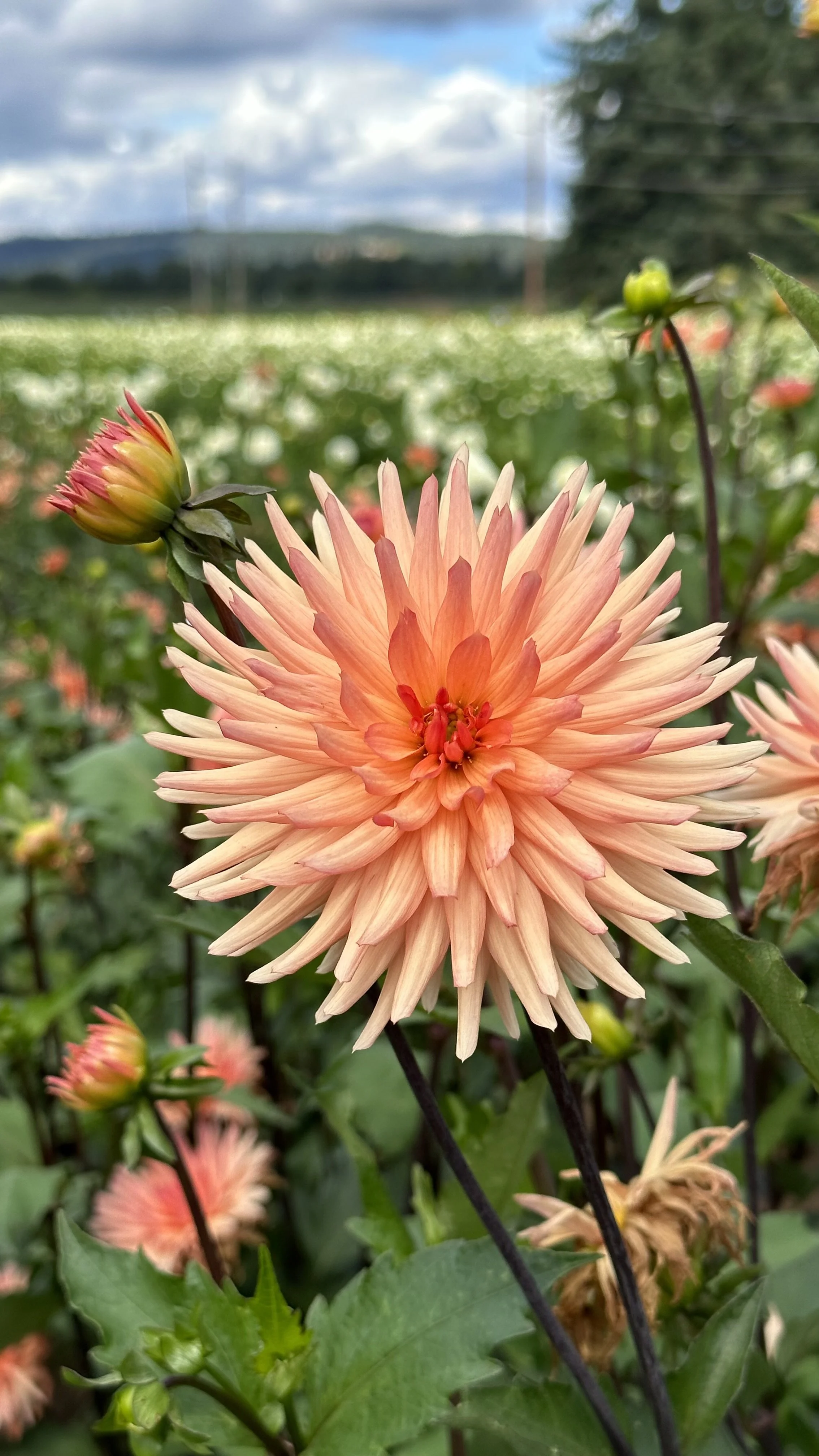 How to Deadhead Dahlias for Stunning Blooms — Meadowlark Journal