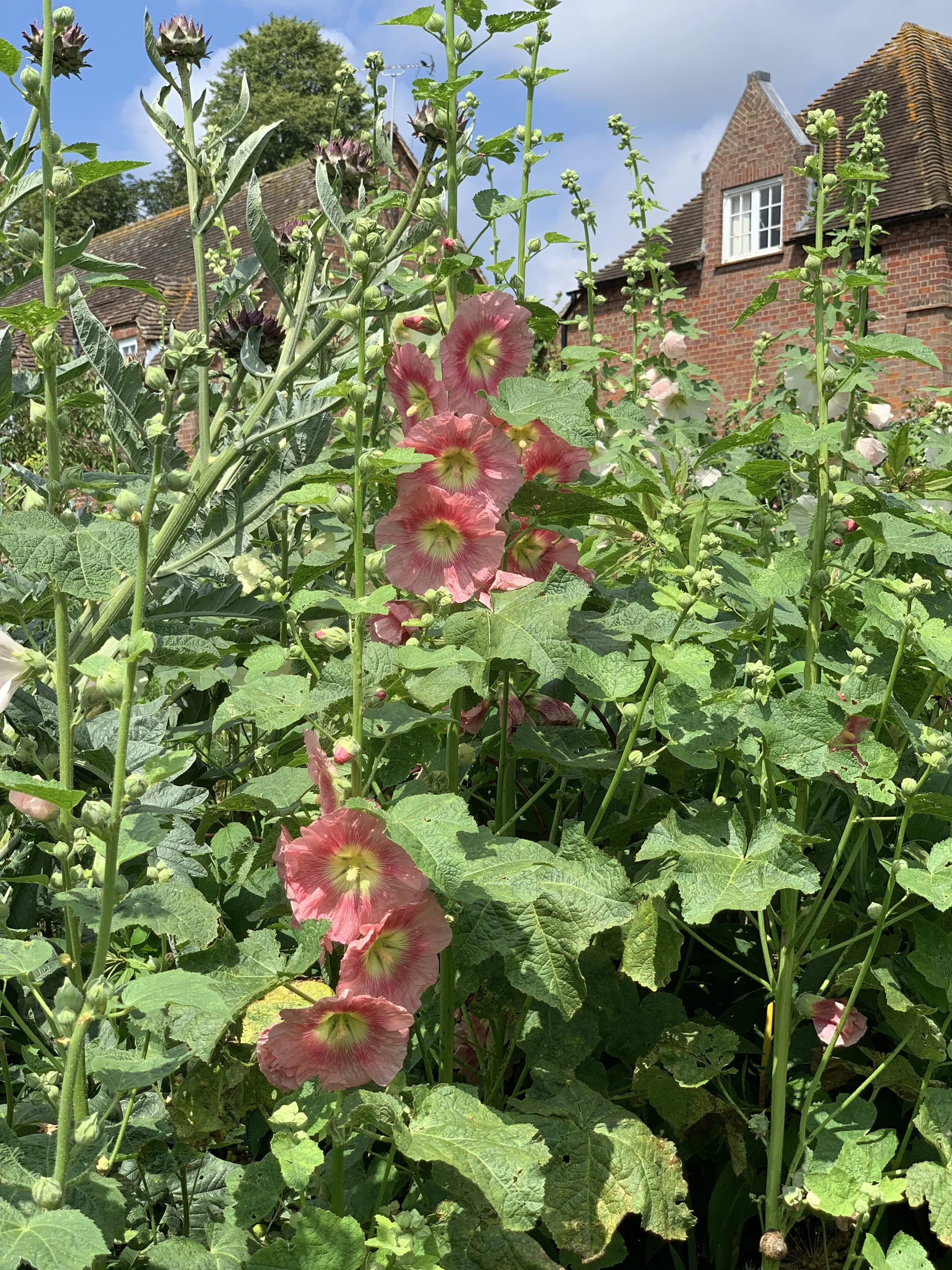 Do Hollyhocks Bloom Every Year Meadowlark Journal