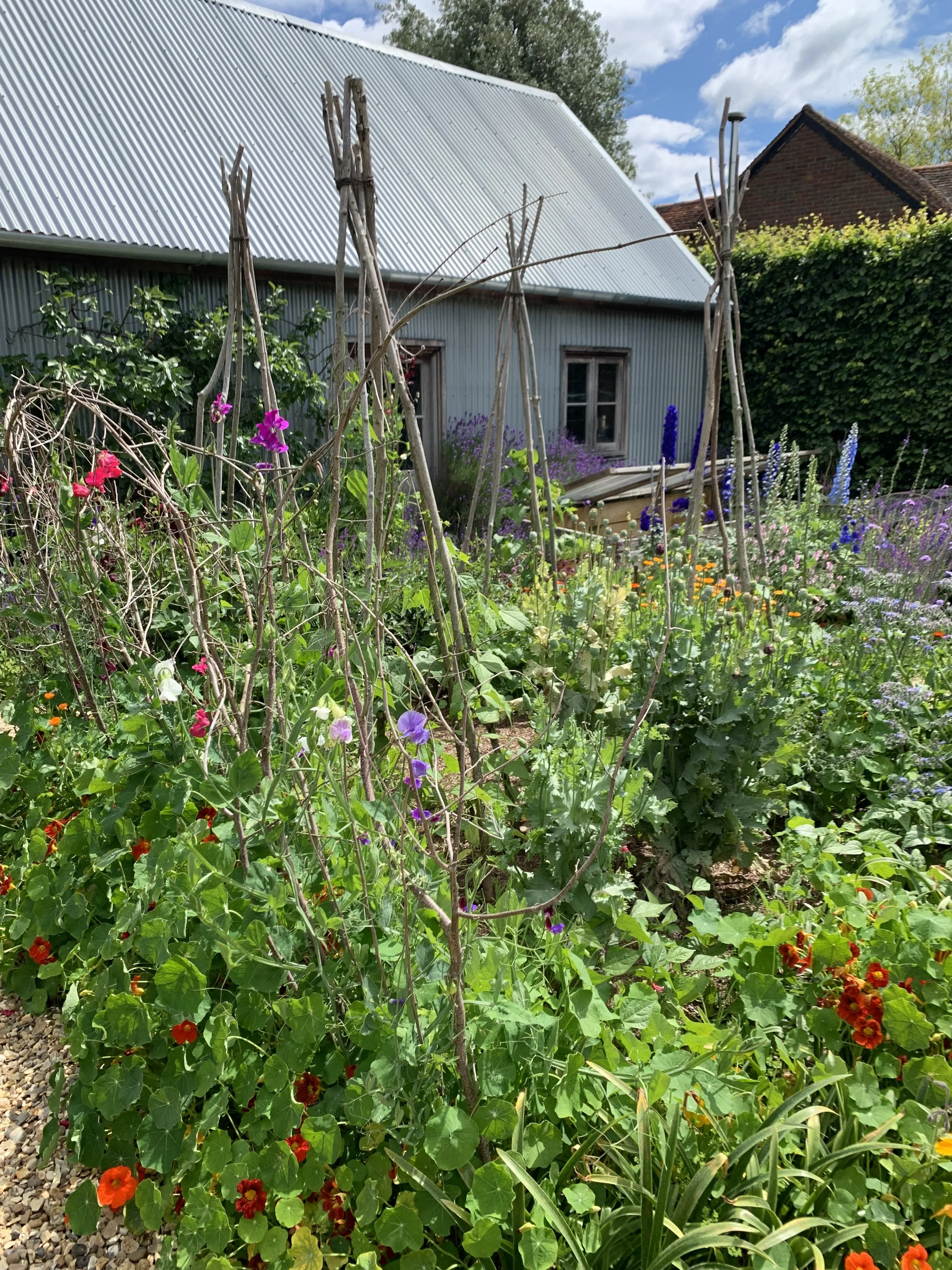 Creative Support Ideas for Thriving Sweet Peas