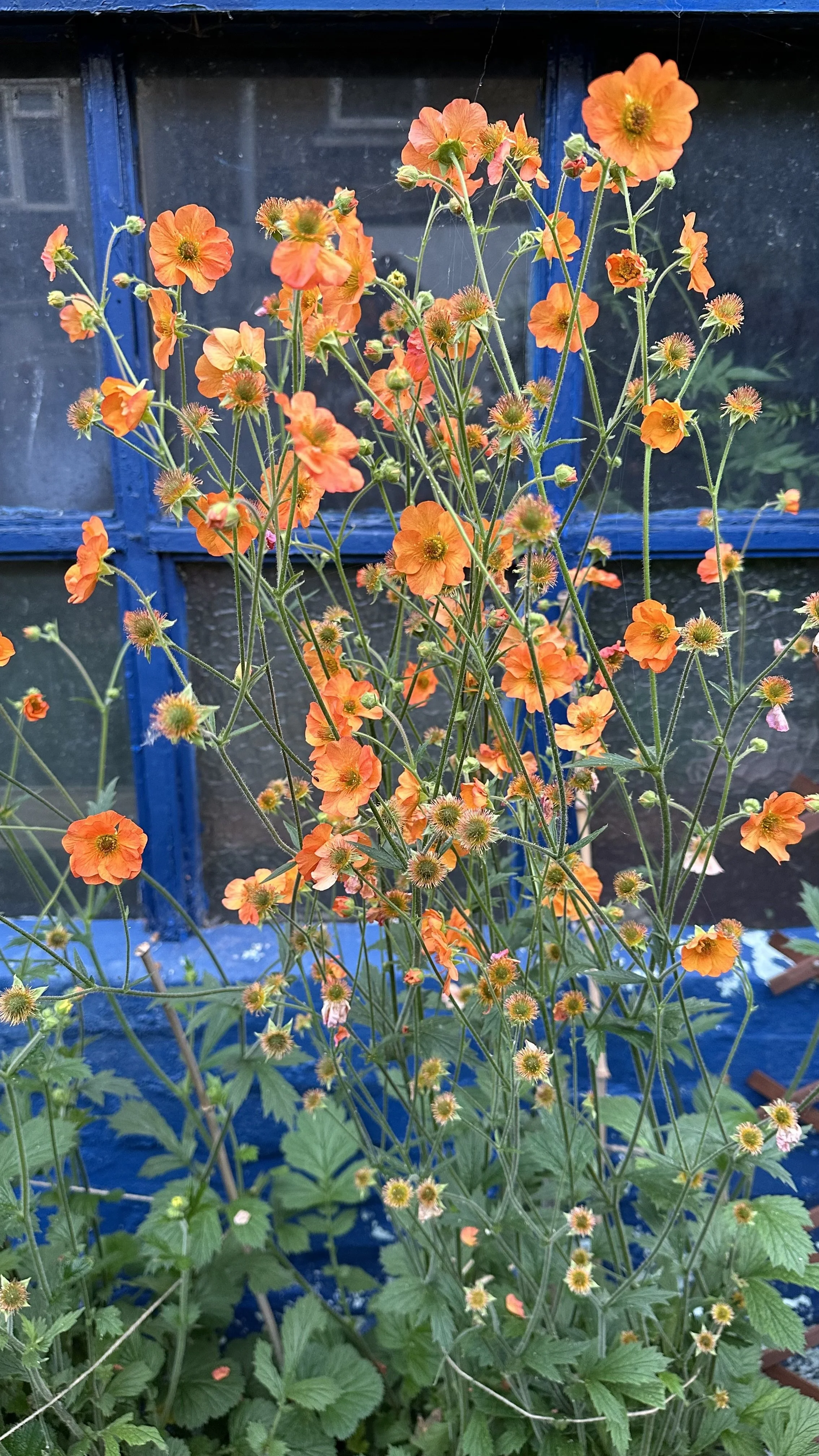 Growing Geums: A Complete Guide