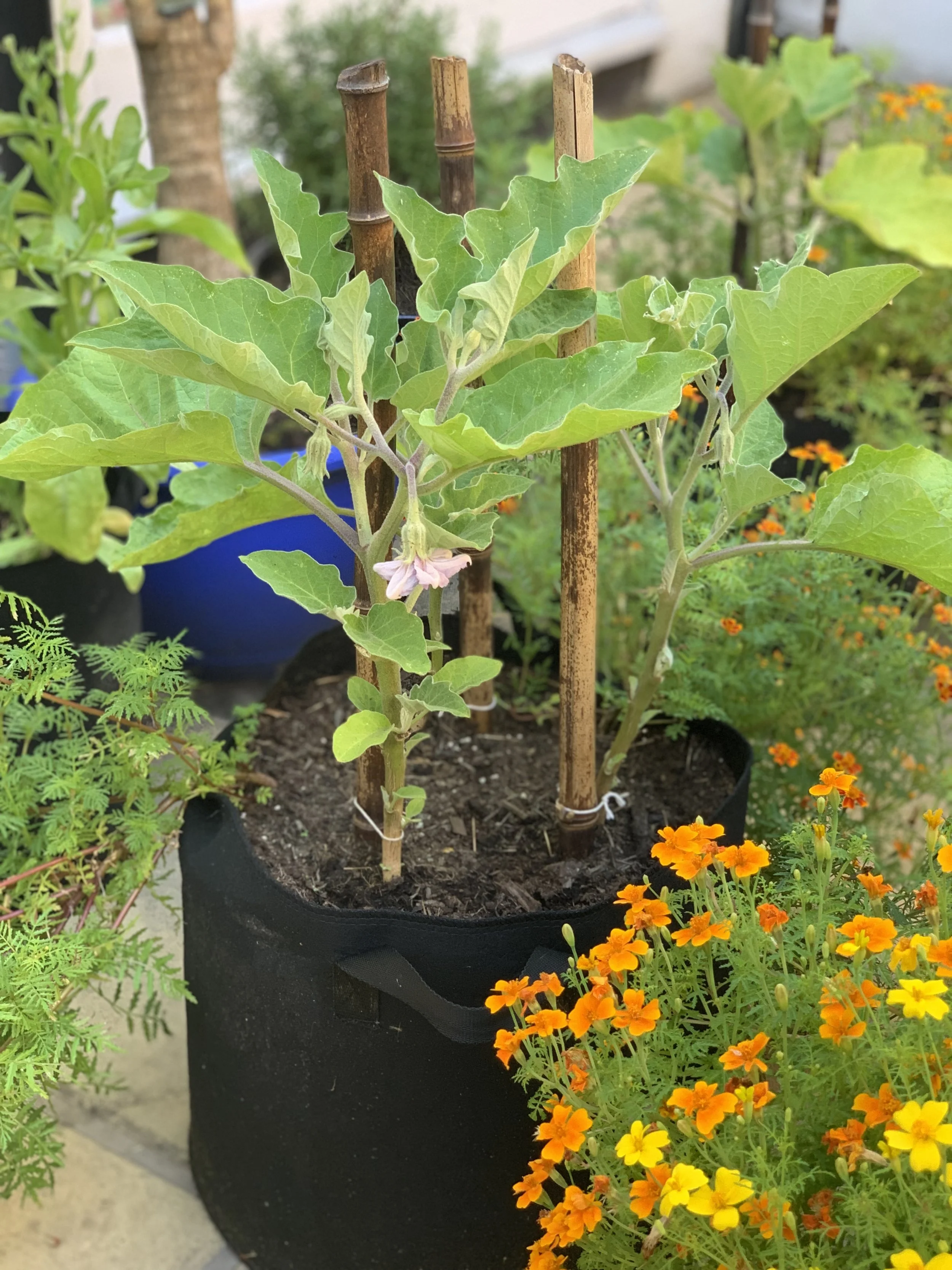 The Best Eggplant Companion Plants