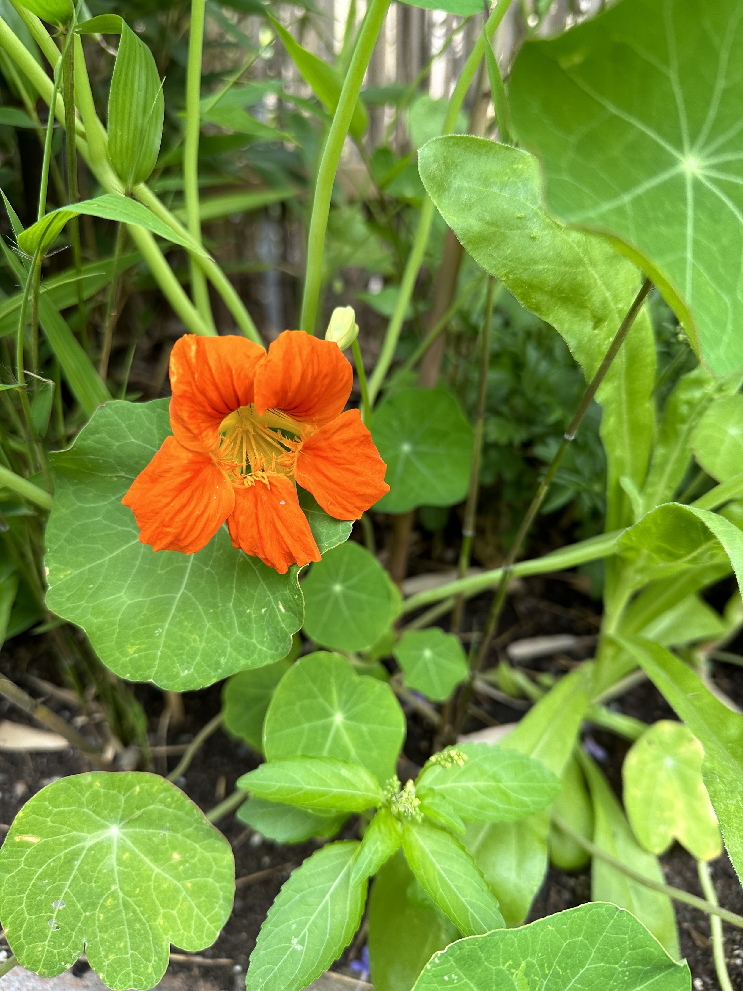 Image of Nasturtiums companion flower for herbs