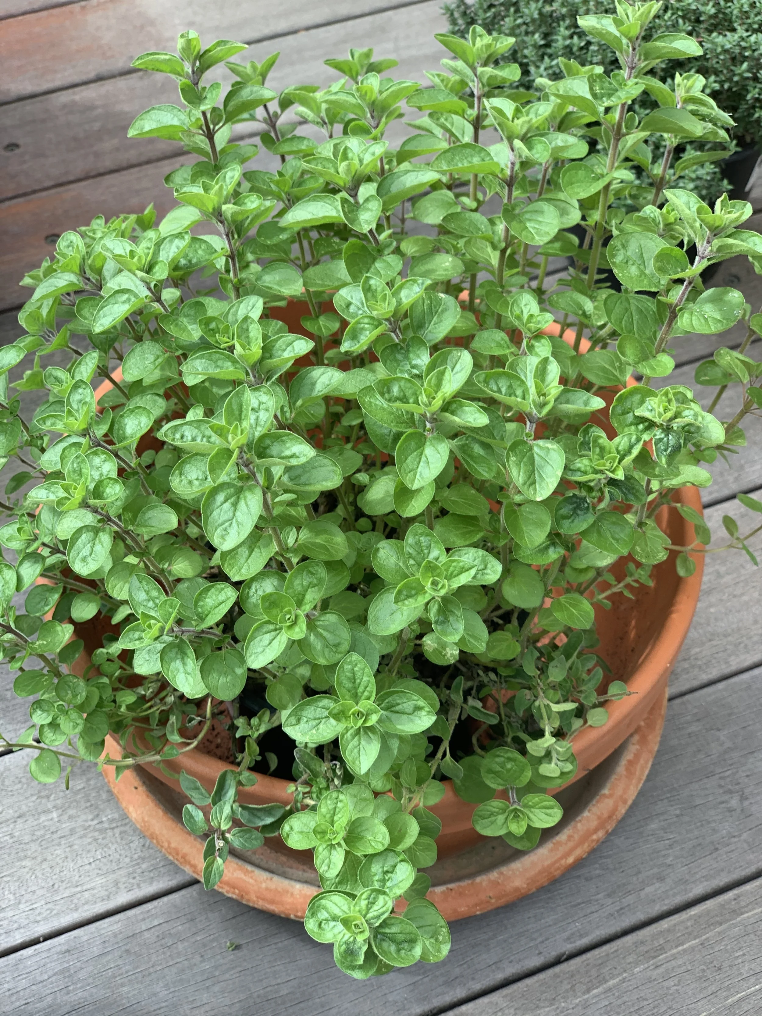 Propagate Oregano How to Multiply Your Herbs — Meadowlark Journal