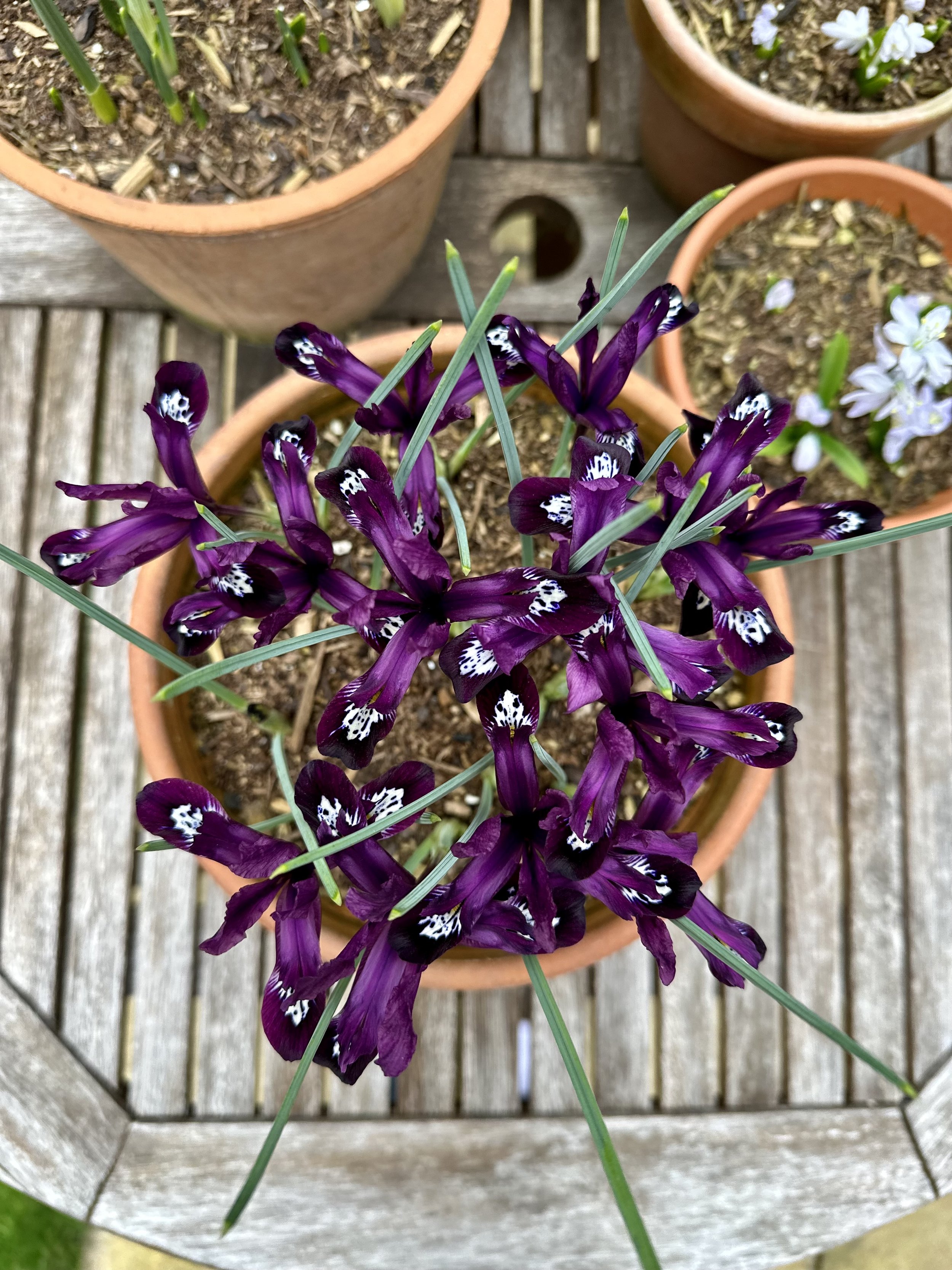 Easy Steps to Growing Bulbs in Pots