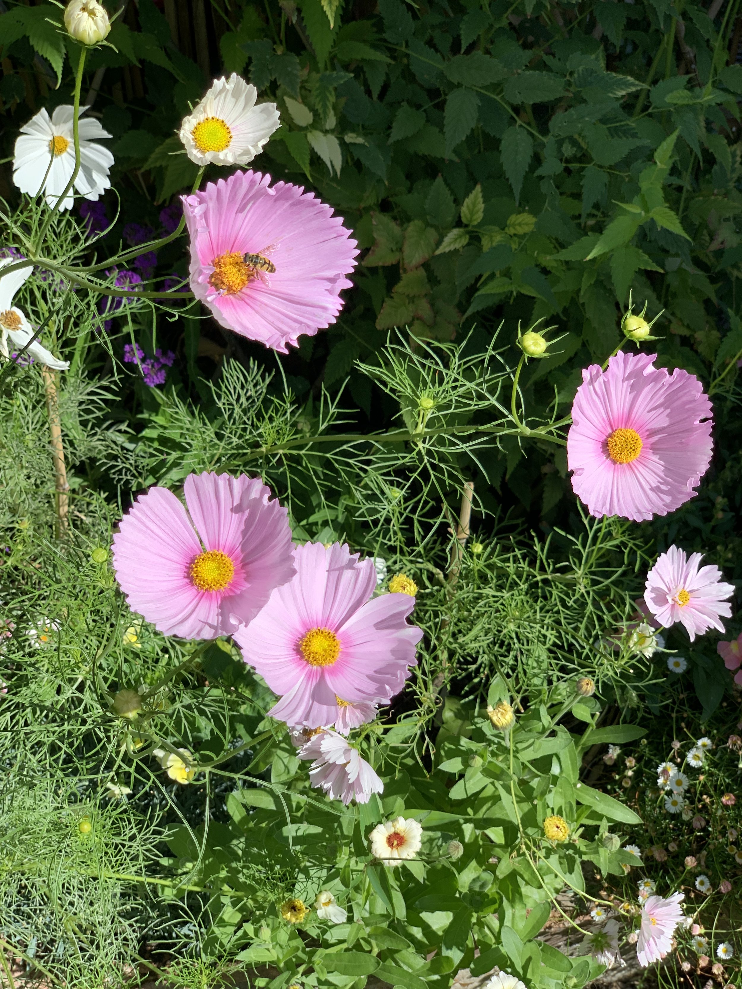 Container Cosmos: How to Grow Cosmos in Small Spaces — Meadowlark Journal