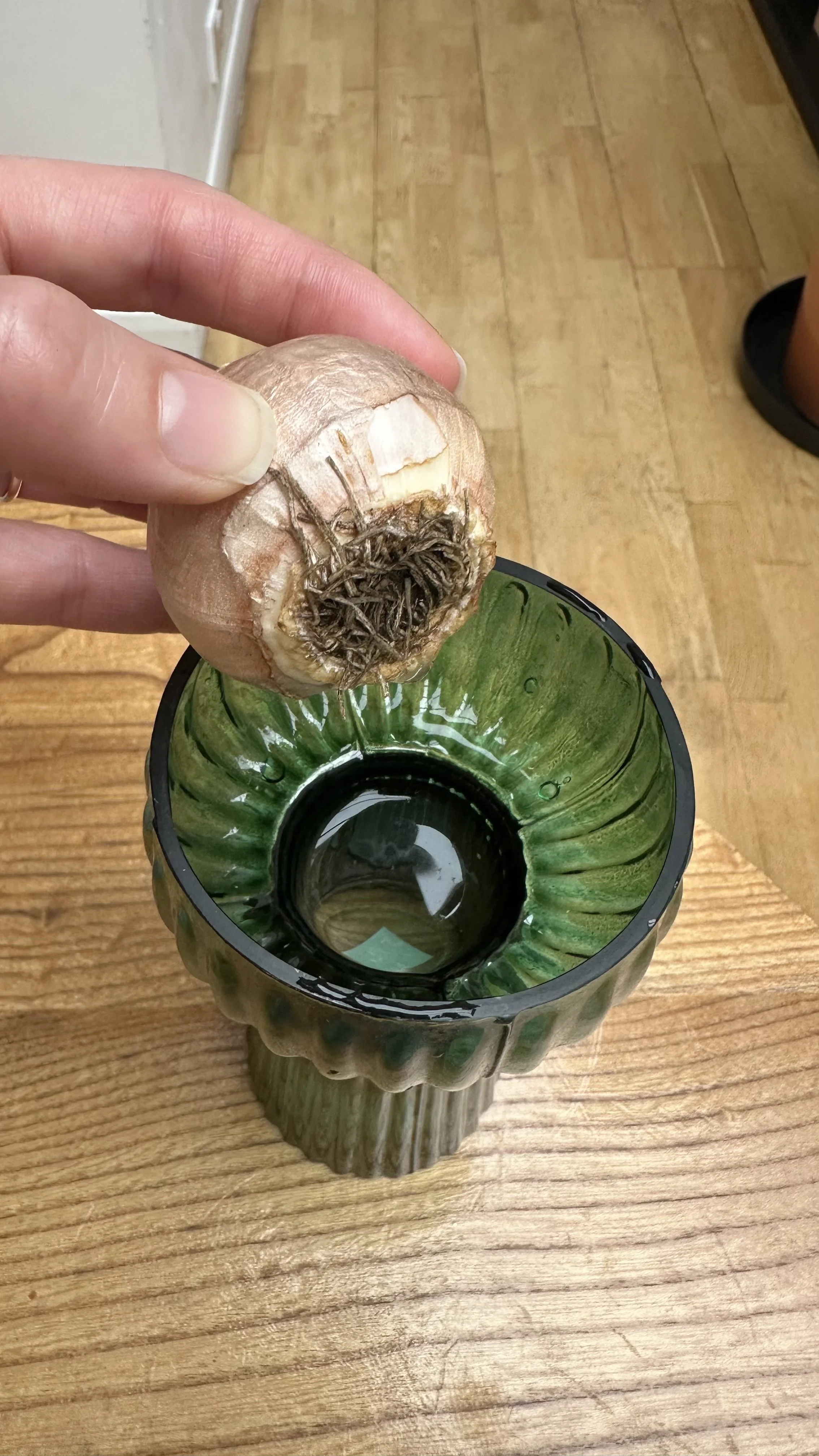 Forcing Hyacinth Bulbs The Easy Way