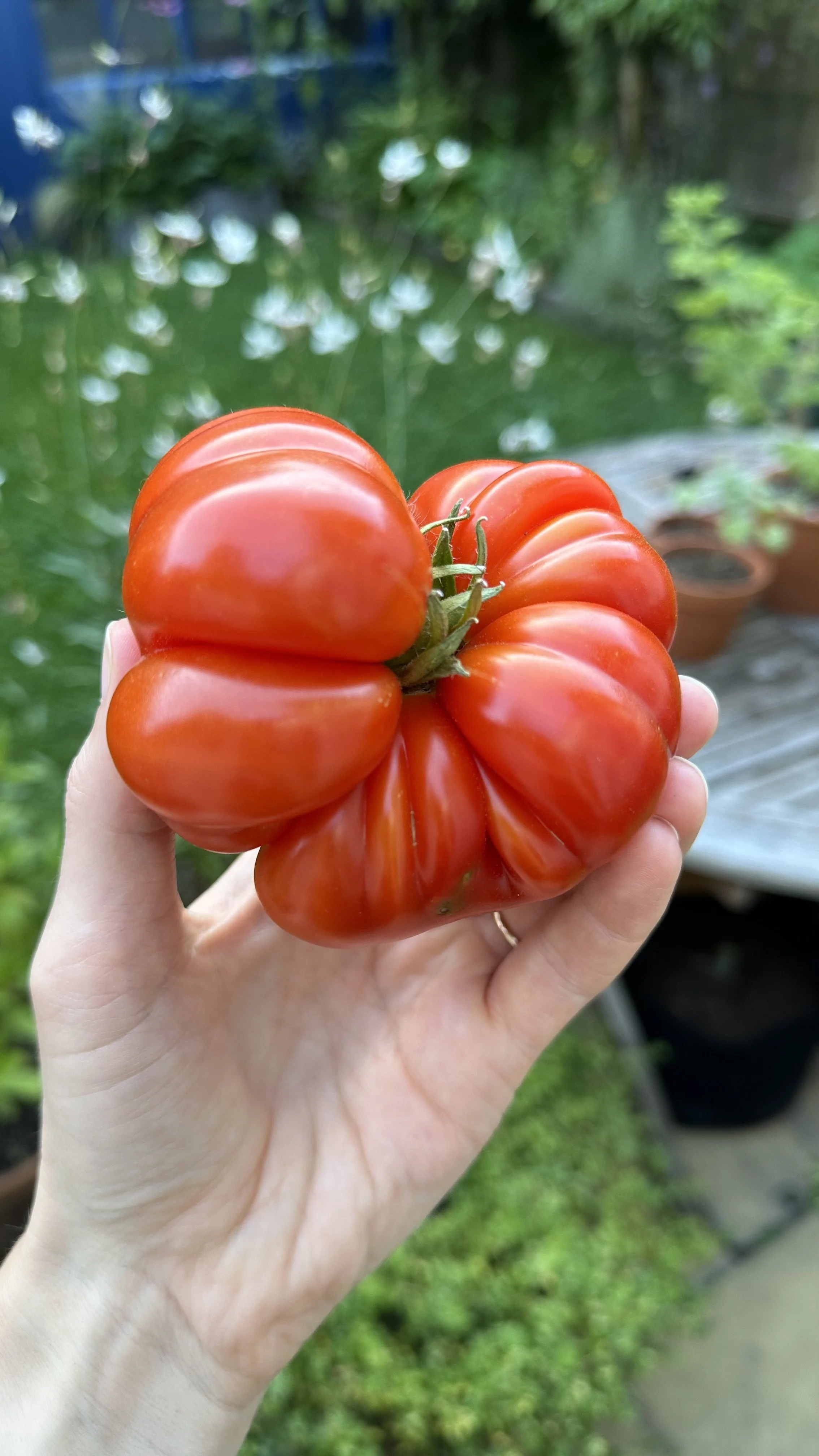 When to Harvest Tomatoes