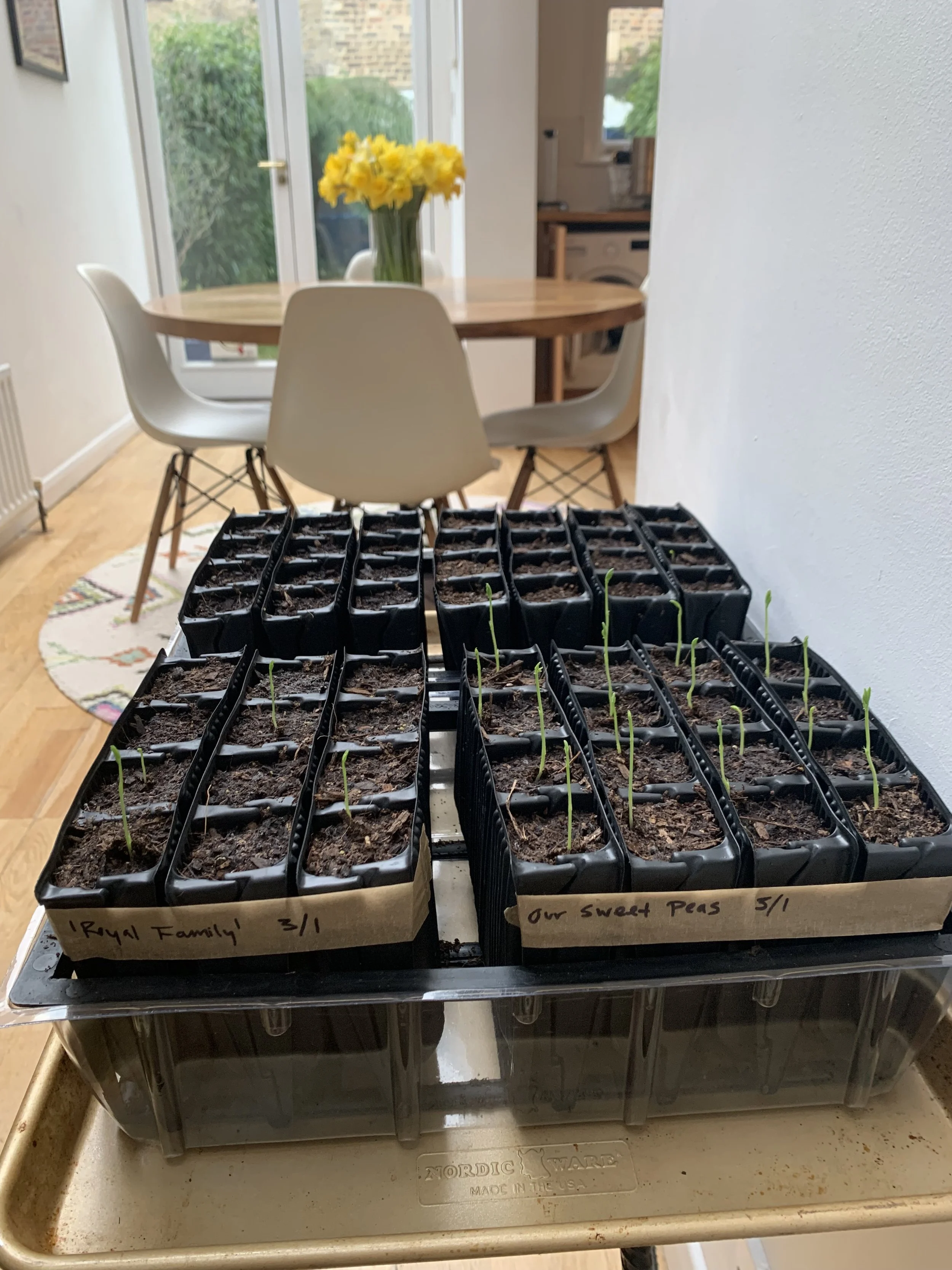 Sweet Peas: When to Plant Seeds