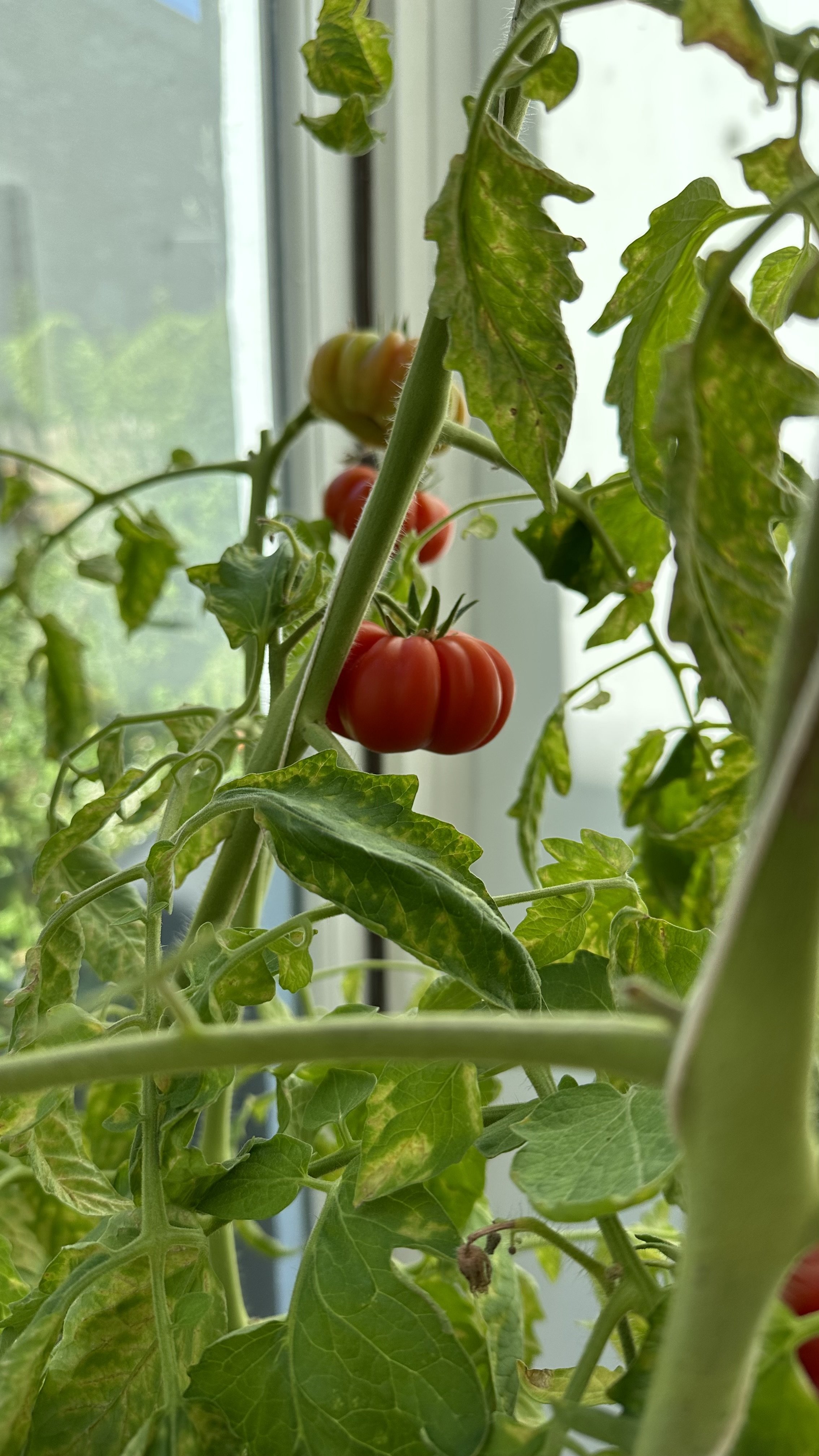Why is My Tomato Plant Not Flowering? — Meadowlark Journal