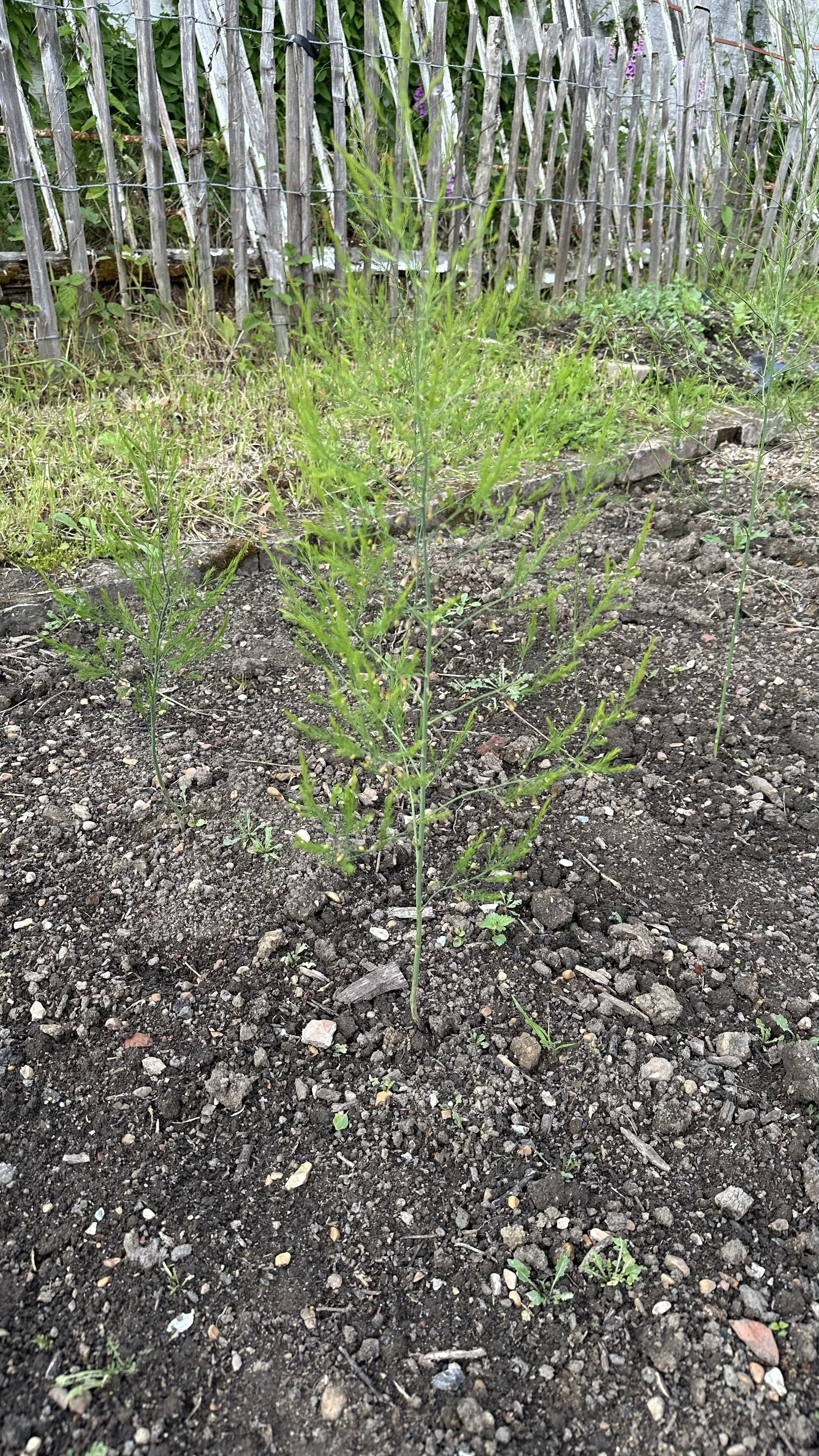 The Best and Worst Companion Plants for Asparagus