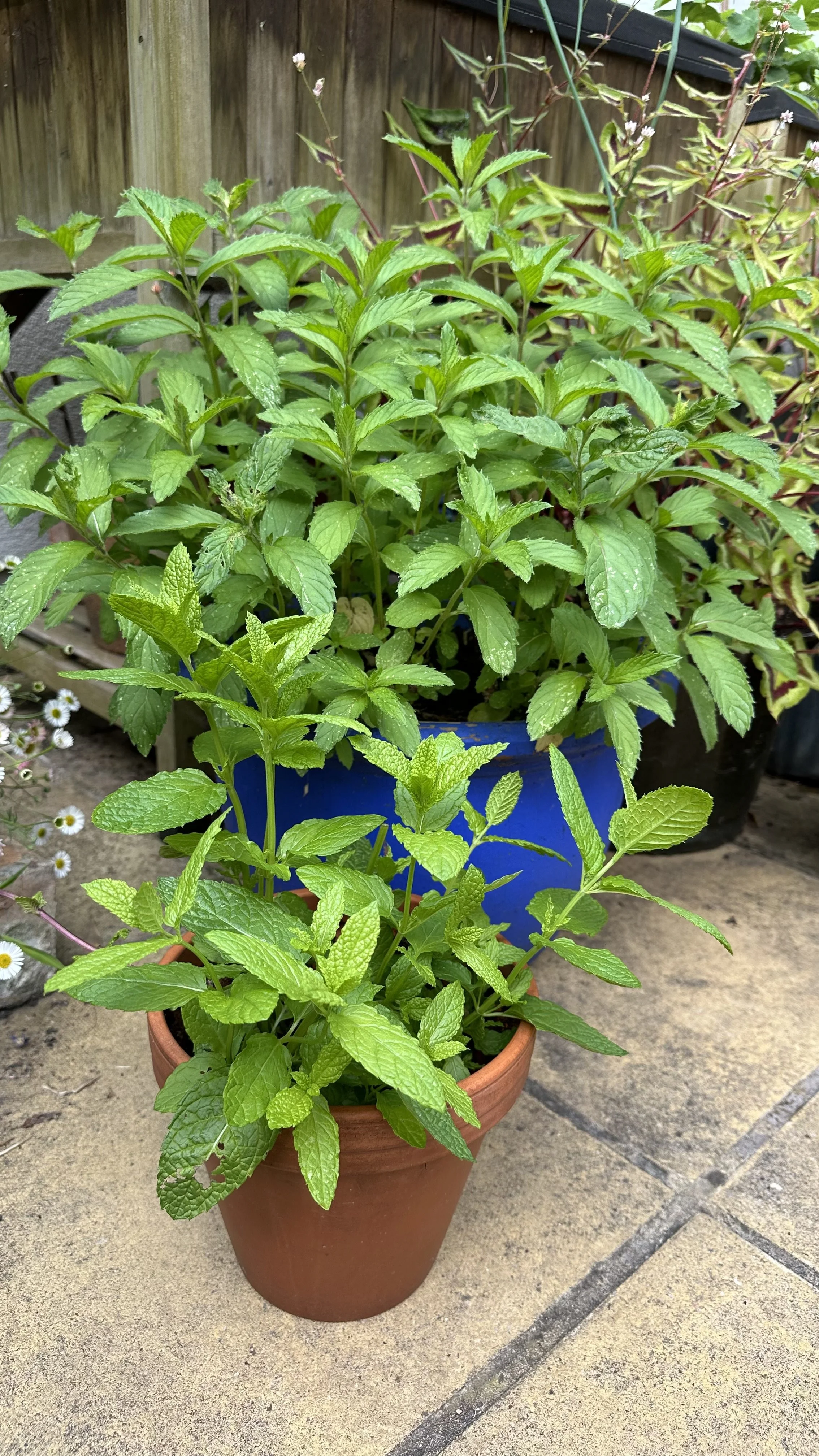 How Often to Water Mint