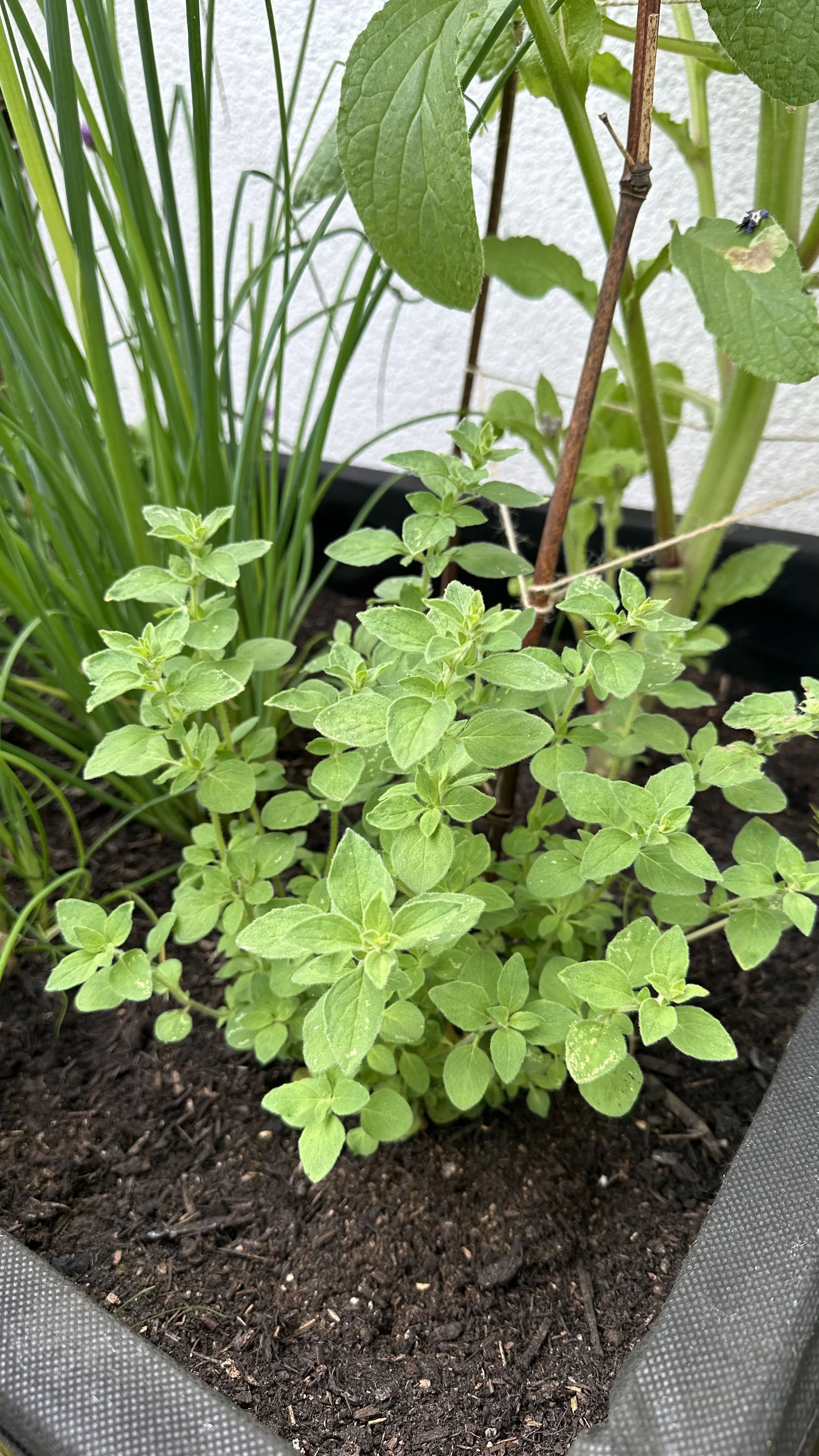 Propagate Oregano: How to Multiply Your Herbs