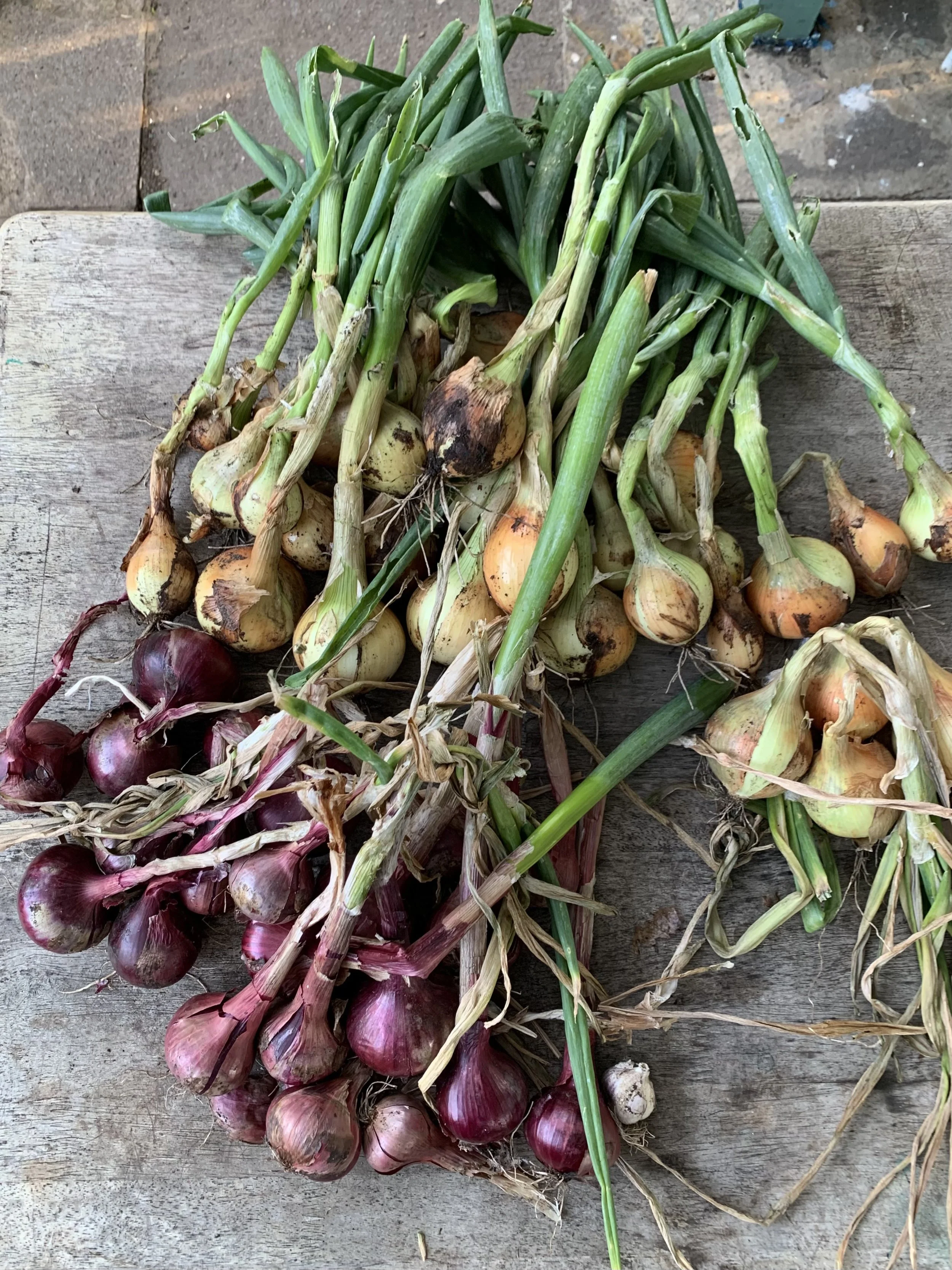 Onion Companion Plants: Creating a Natural Ecosystem