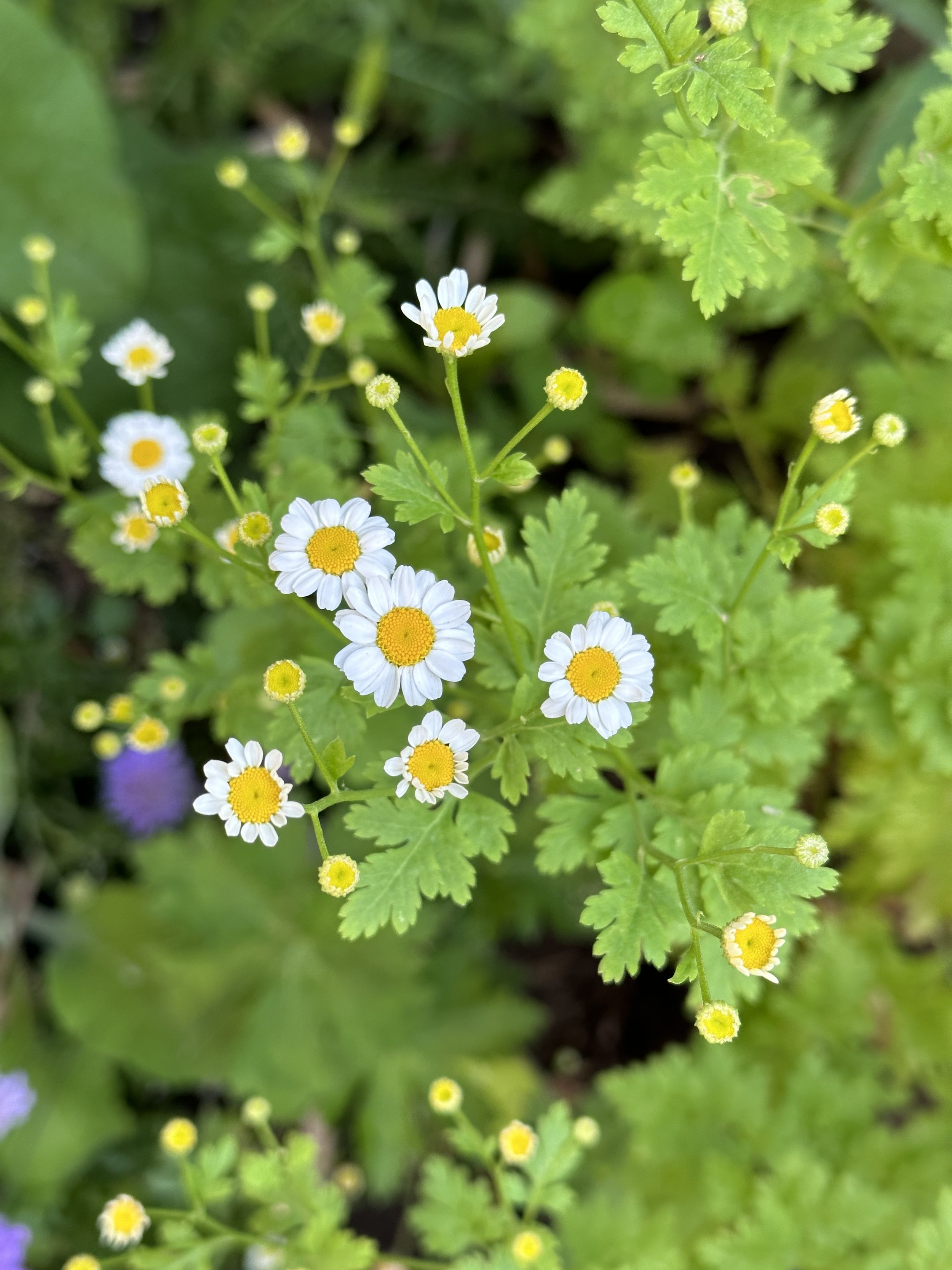 Where to Plant Feverfew