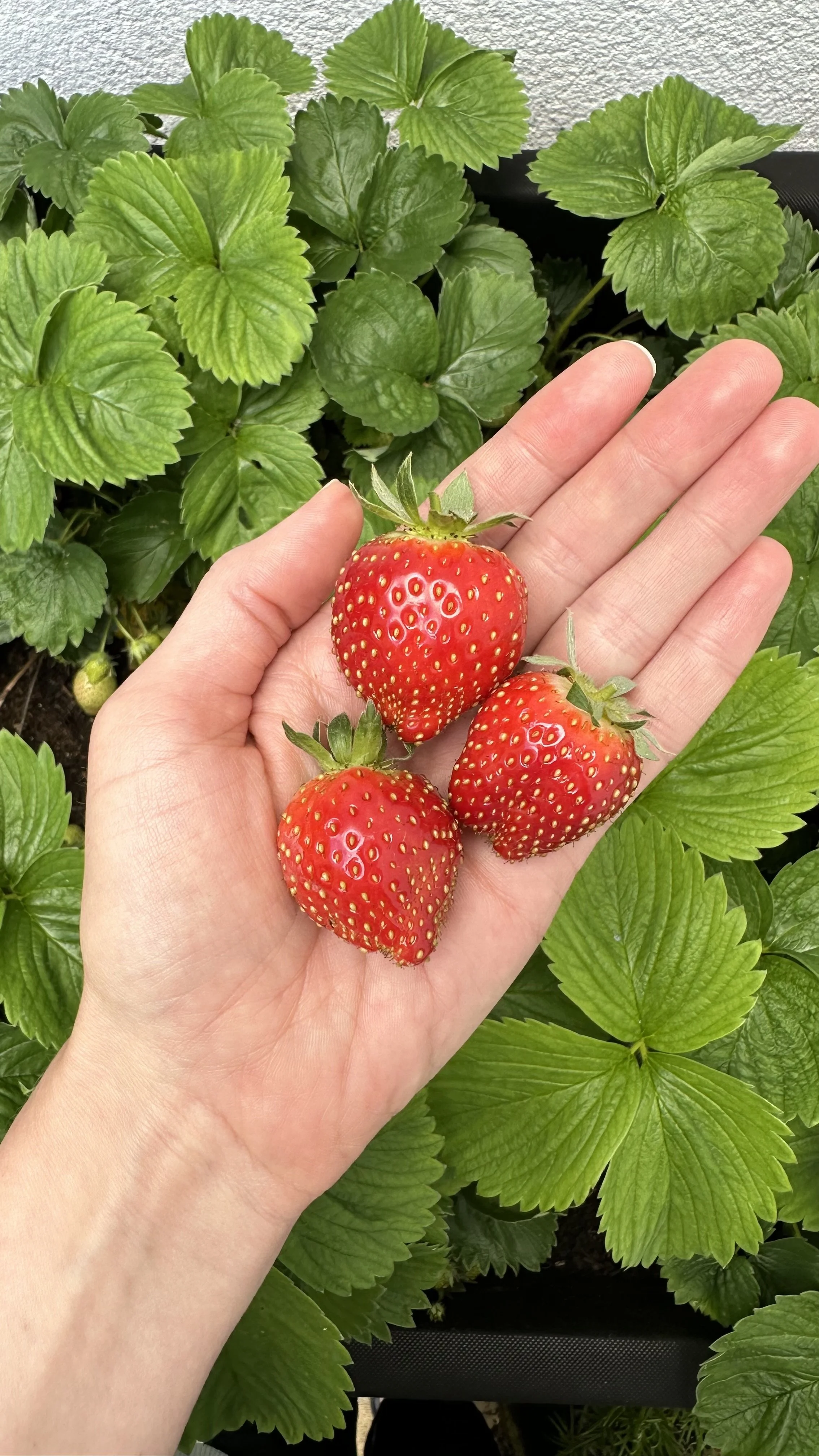 Top Companion Plants for Growing Juicy, Sweet Strawberries