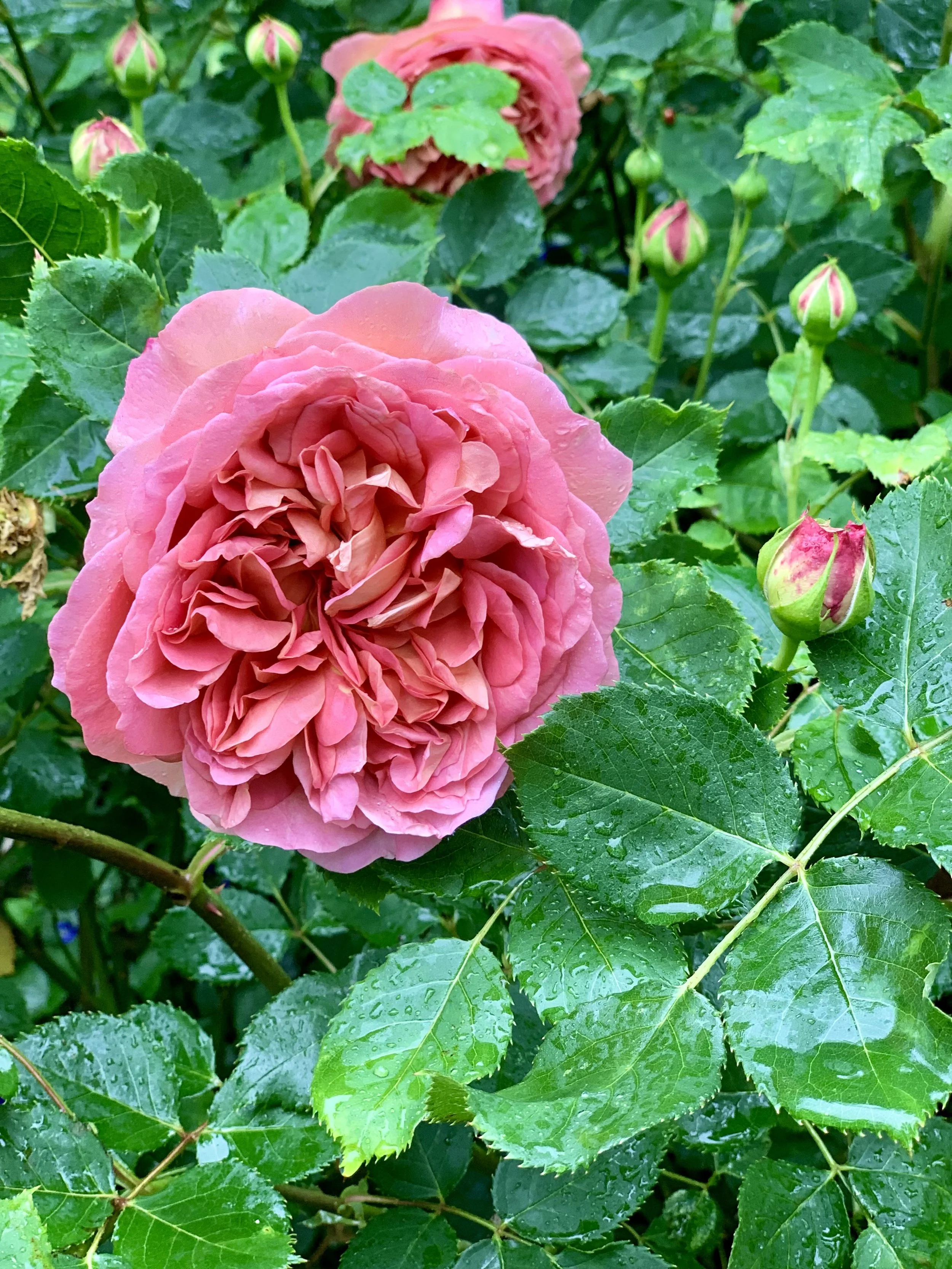 Companion Plants for Roses:&nbsp;The Perfect Partners