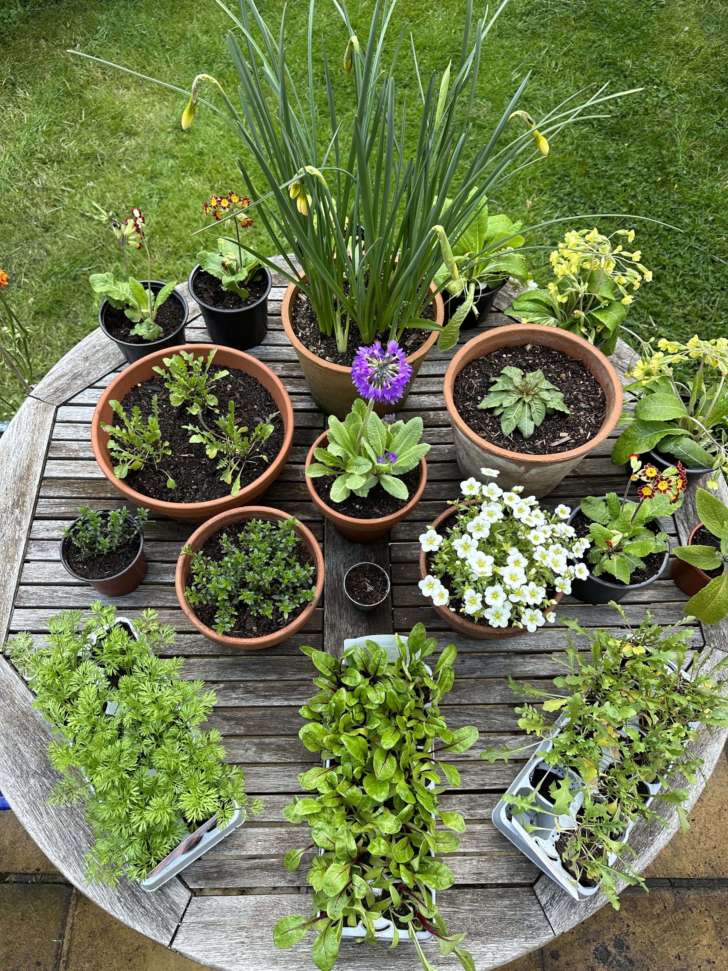 What to Plant in March