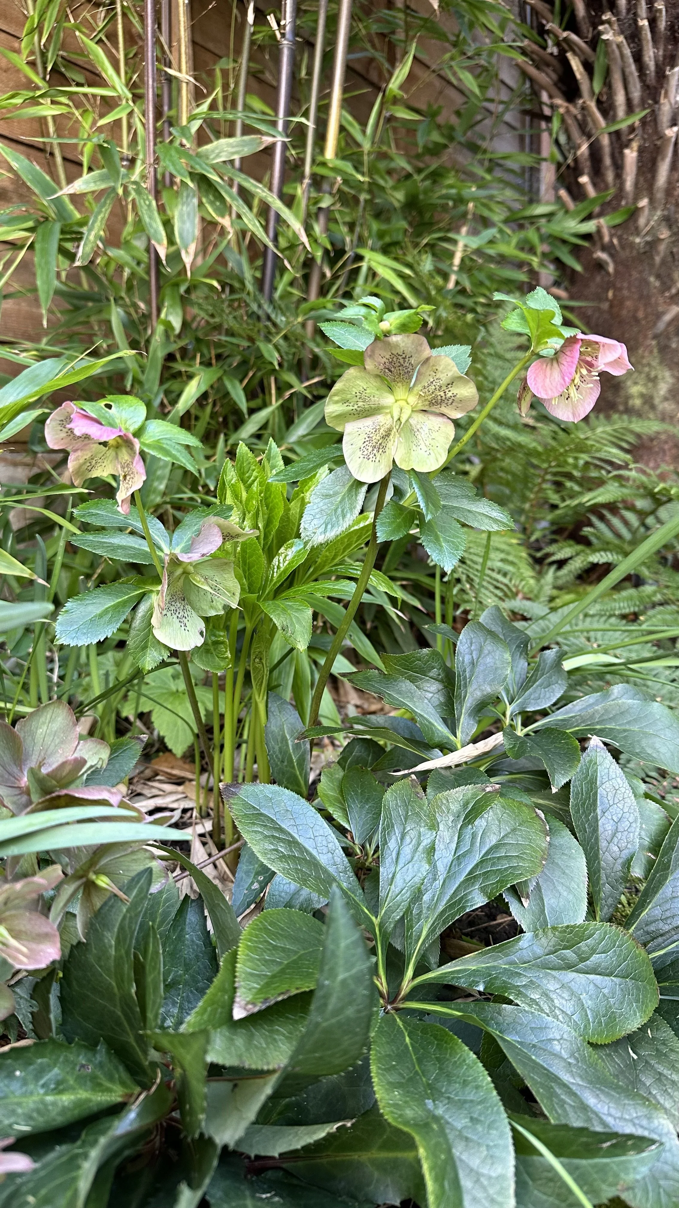 The Best Plants for a North East Facing Garden