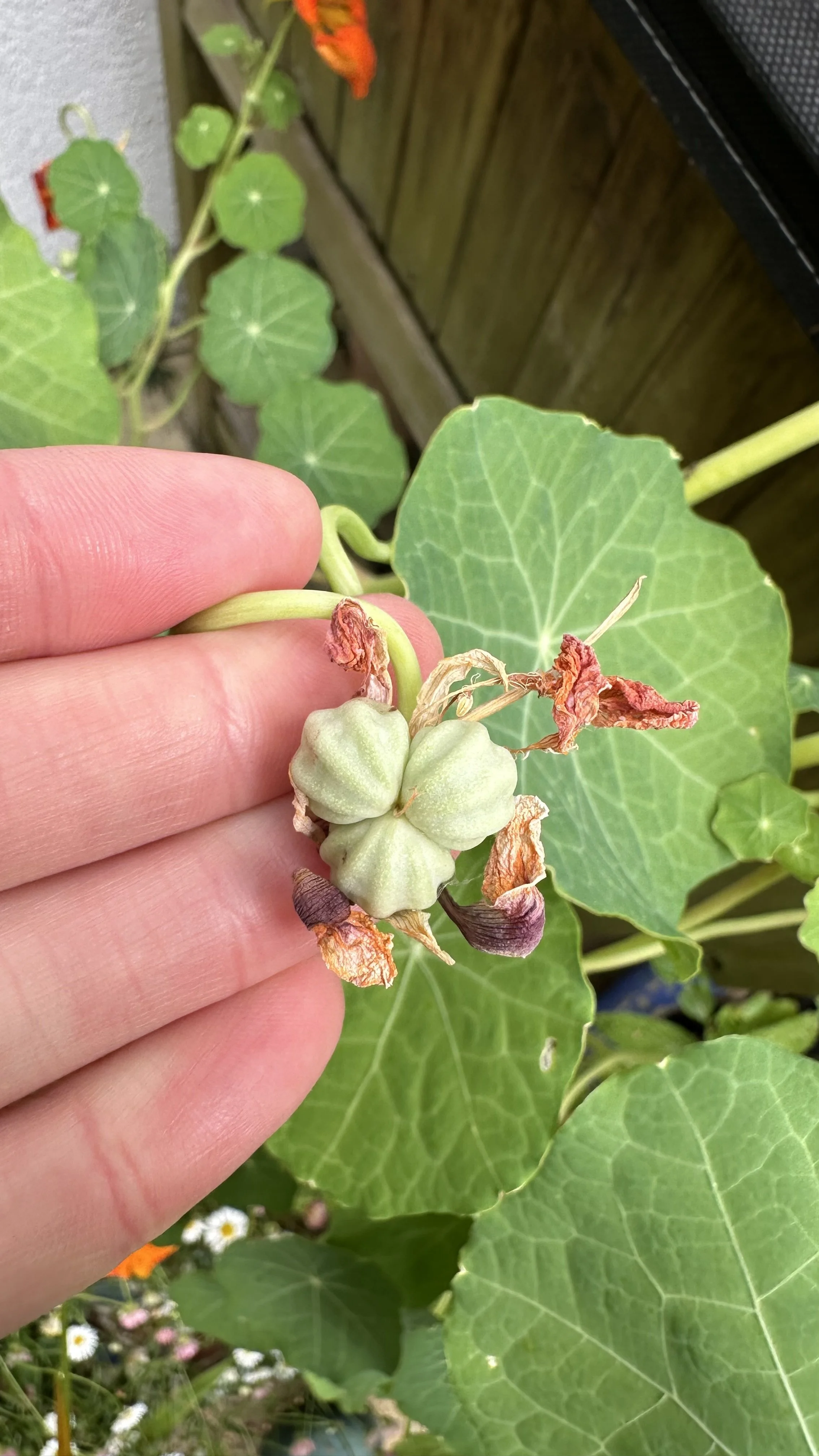 How to Harvest Nasturtium Seeds