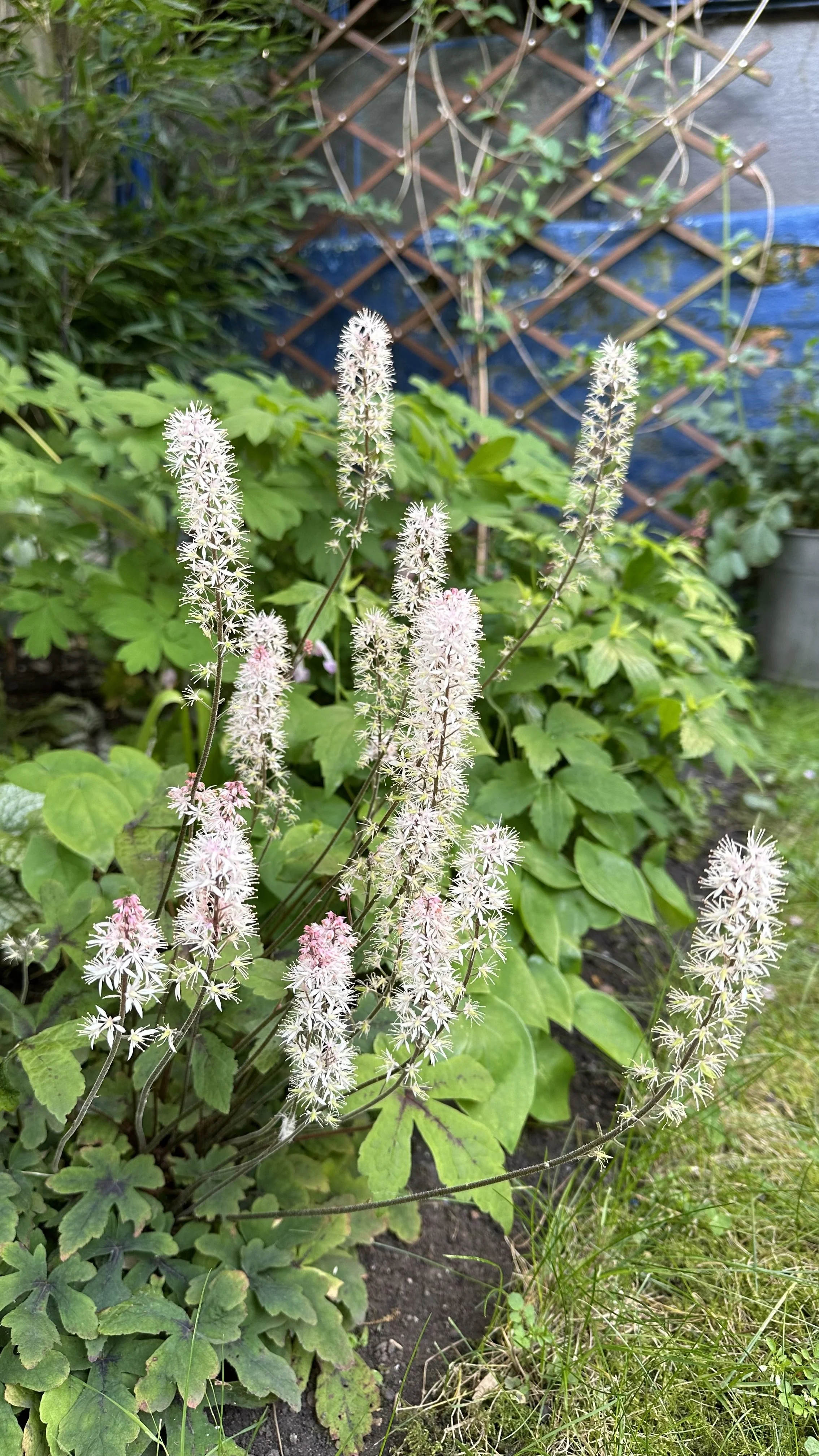 The Best Wildflowers for Shade