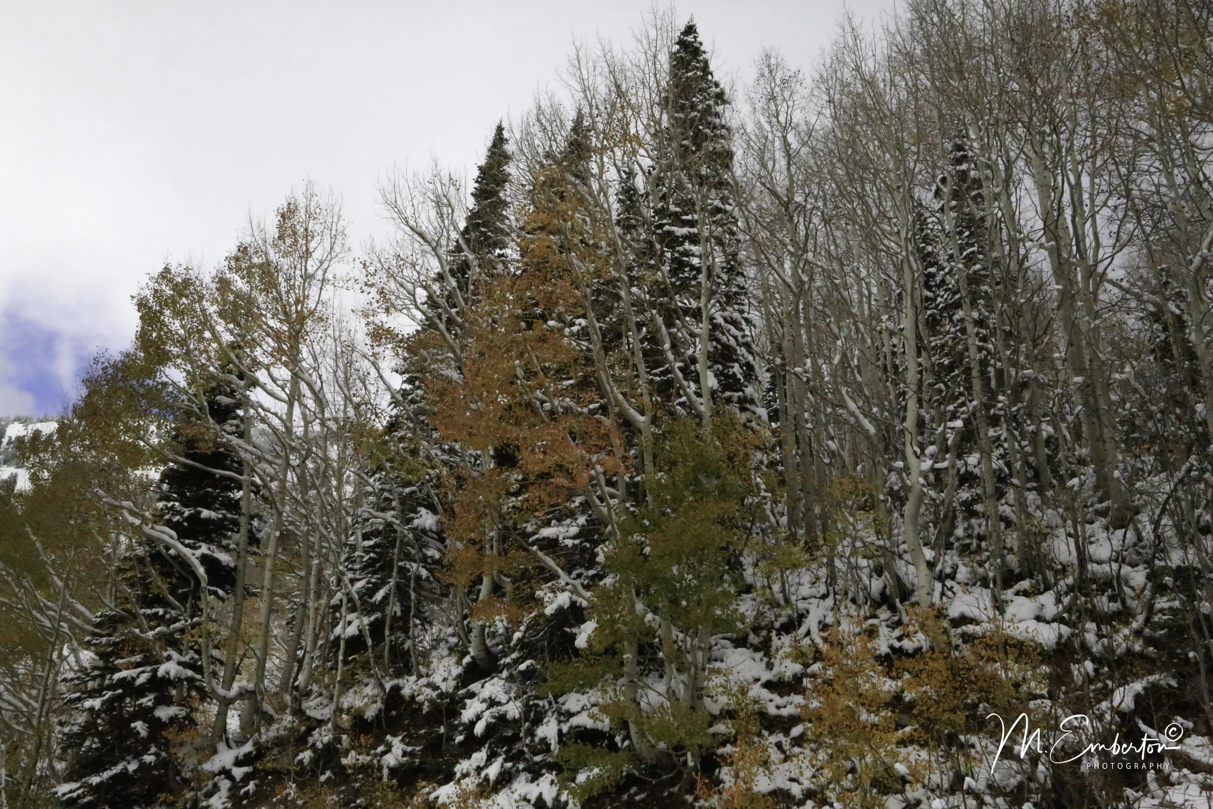 Snowy Fall Forrest-logo.jpg