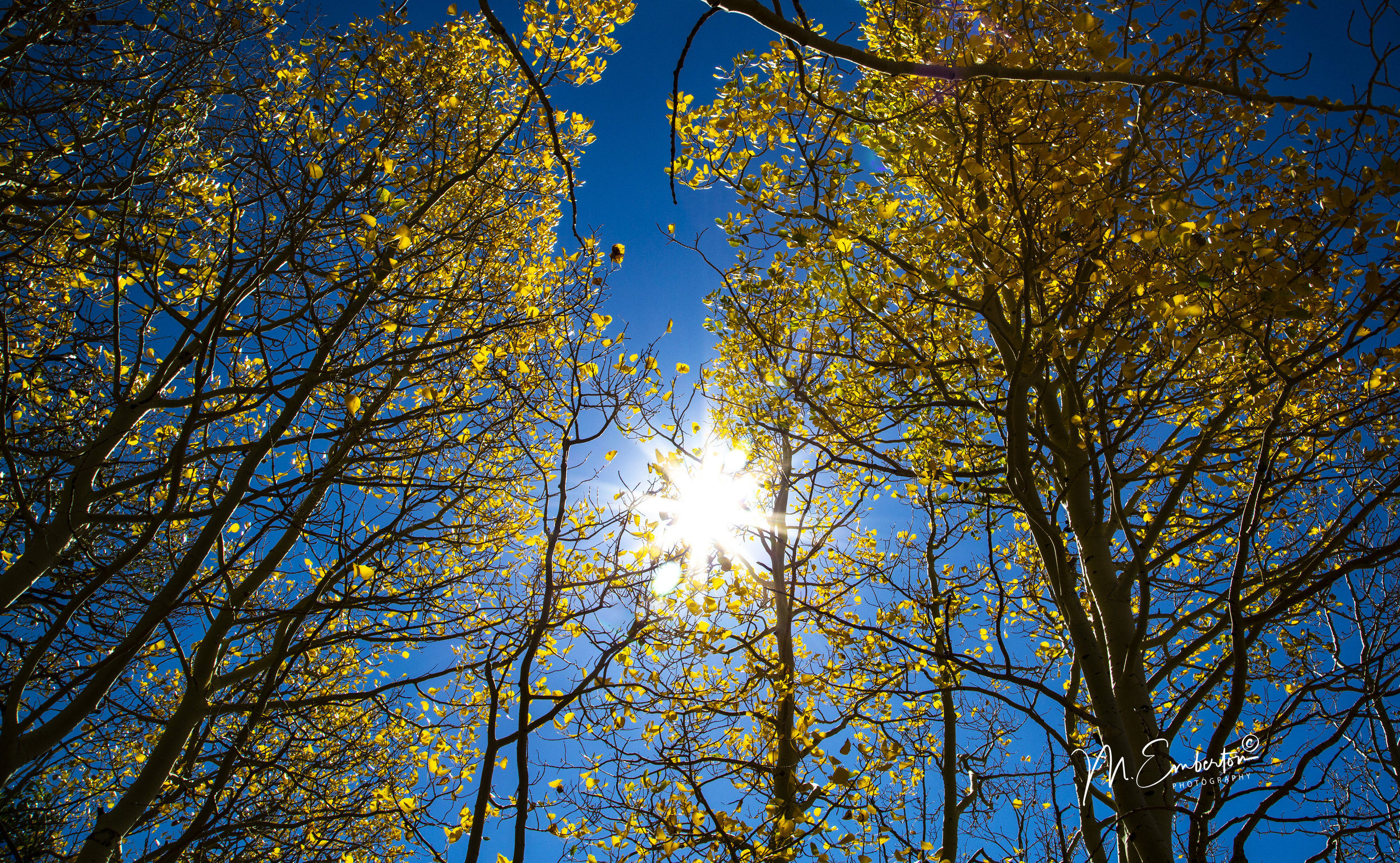 Fall Tree Beauty.jpg