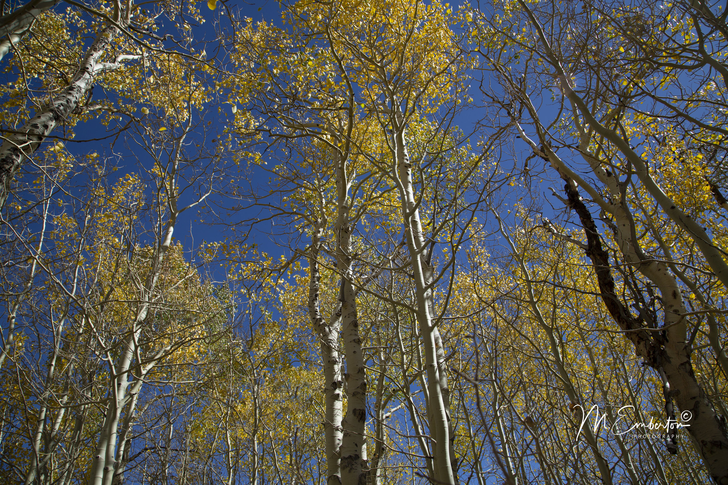 Fall Trees Blue Sky - Logo.jpg
