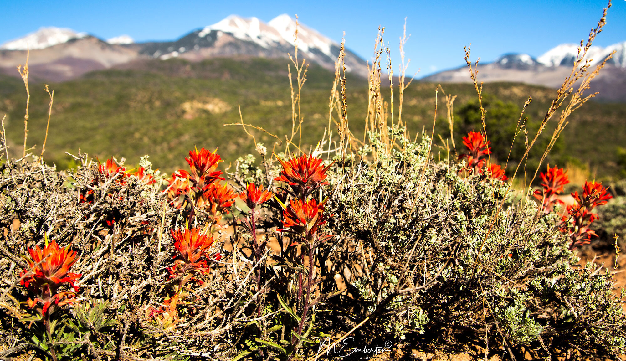 mels-red-flowers-1.jpg