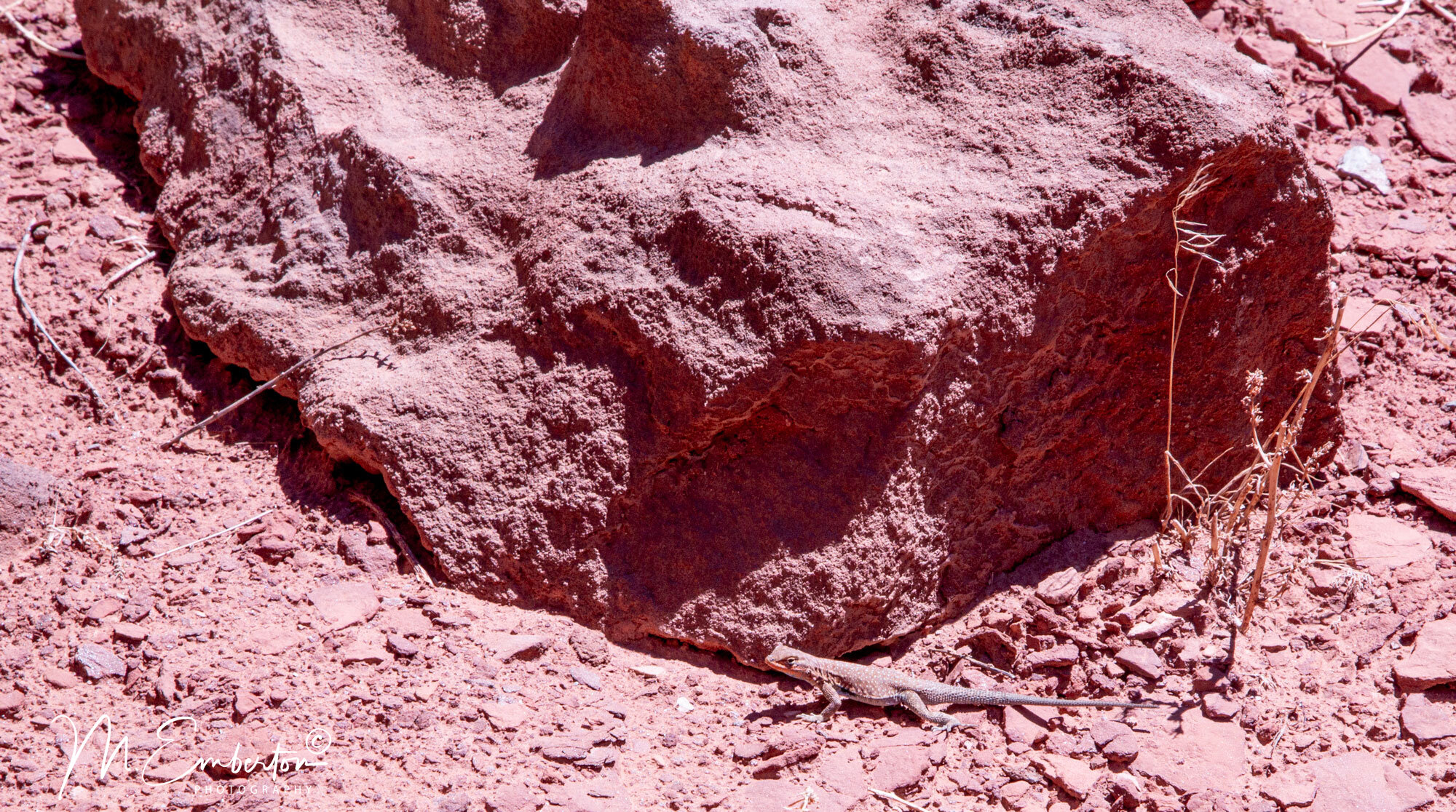 moab-lizard.jpg