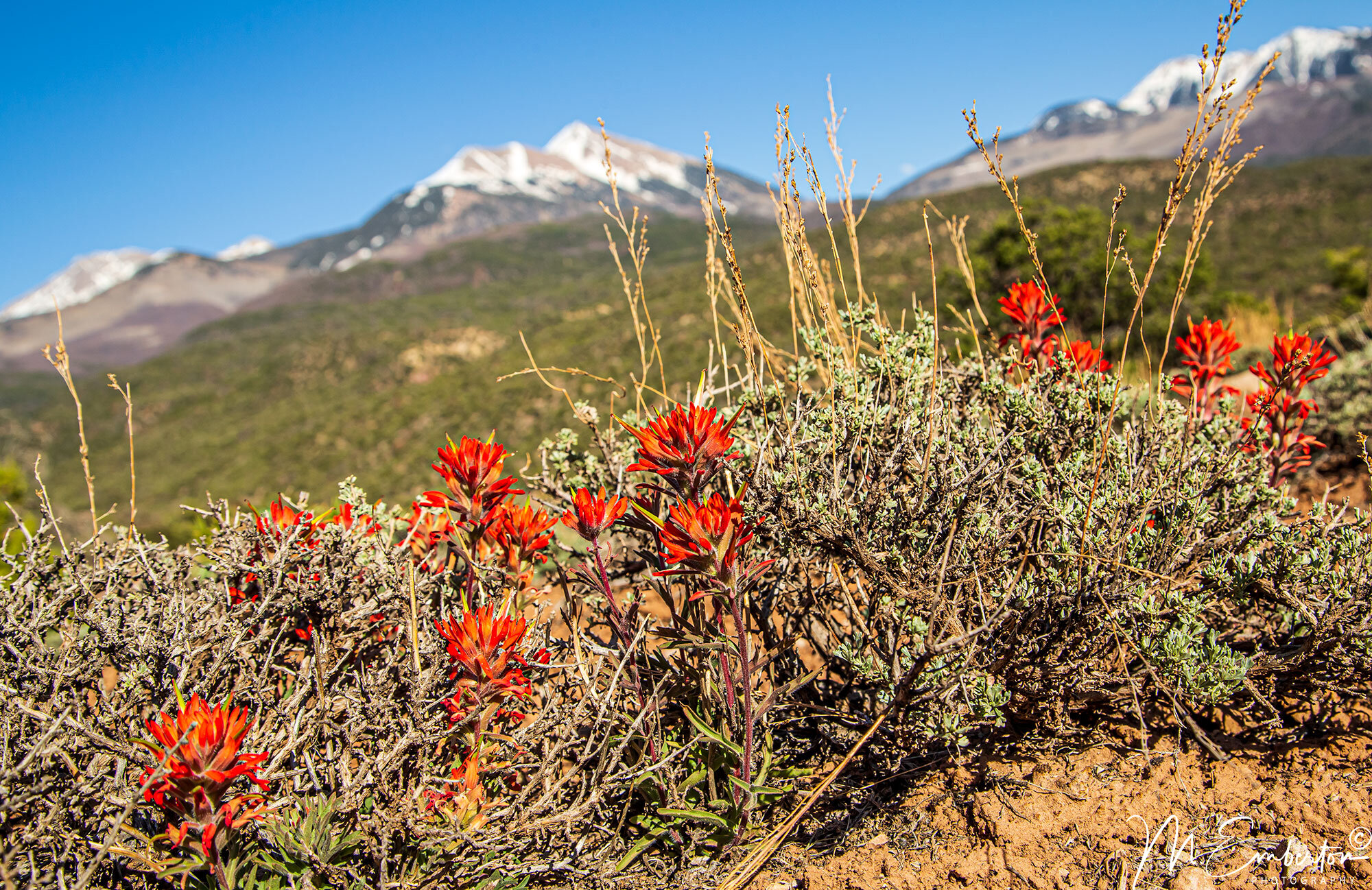 moab-red-wildflowers.jpg