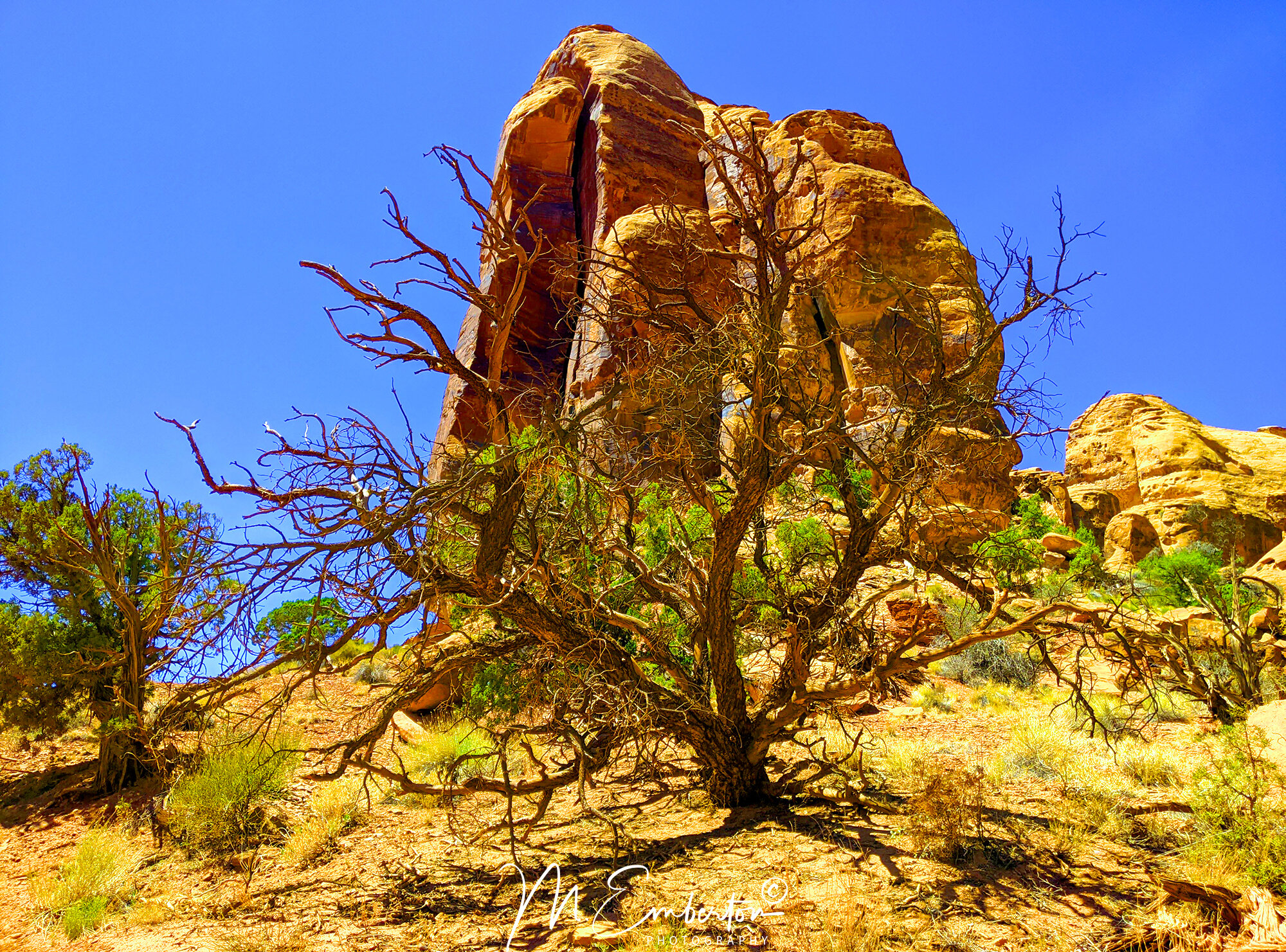 moab-tree.jpg