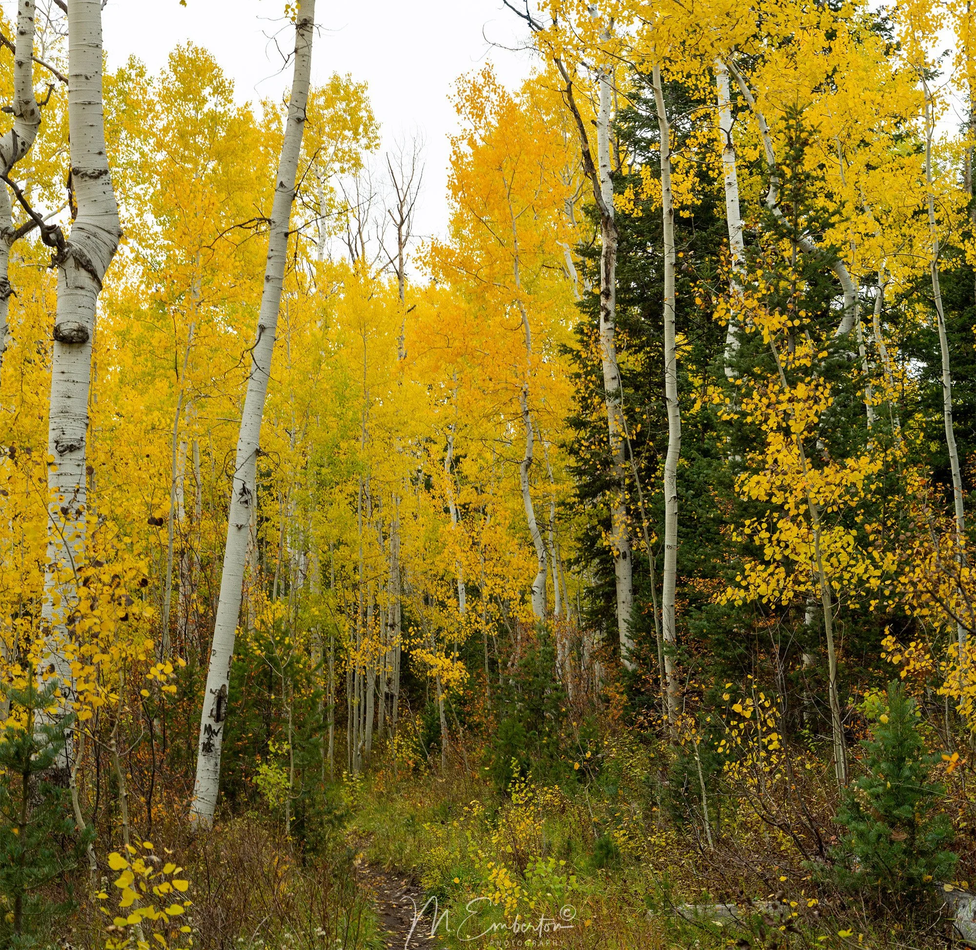 panorama-aspen.jpg