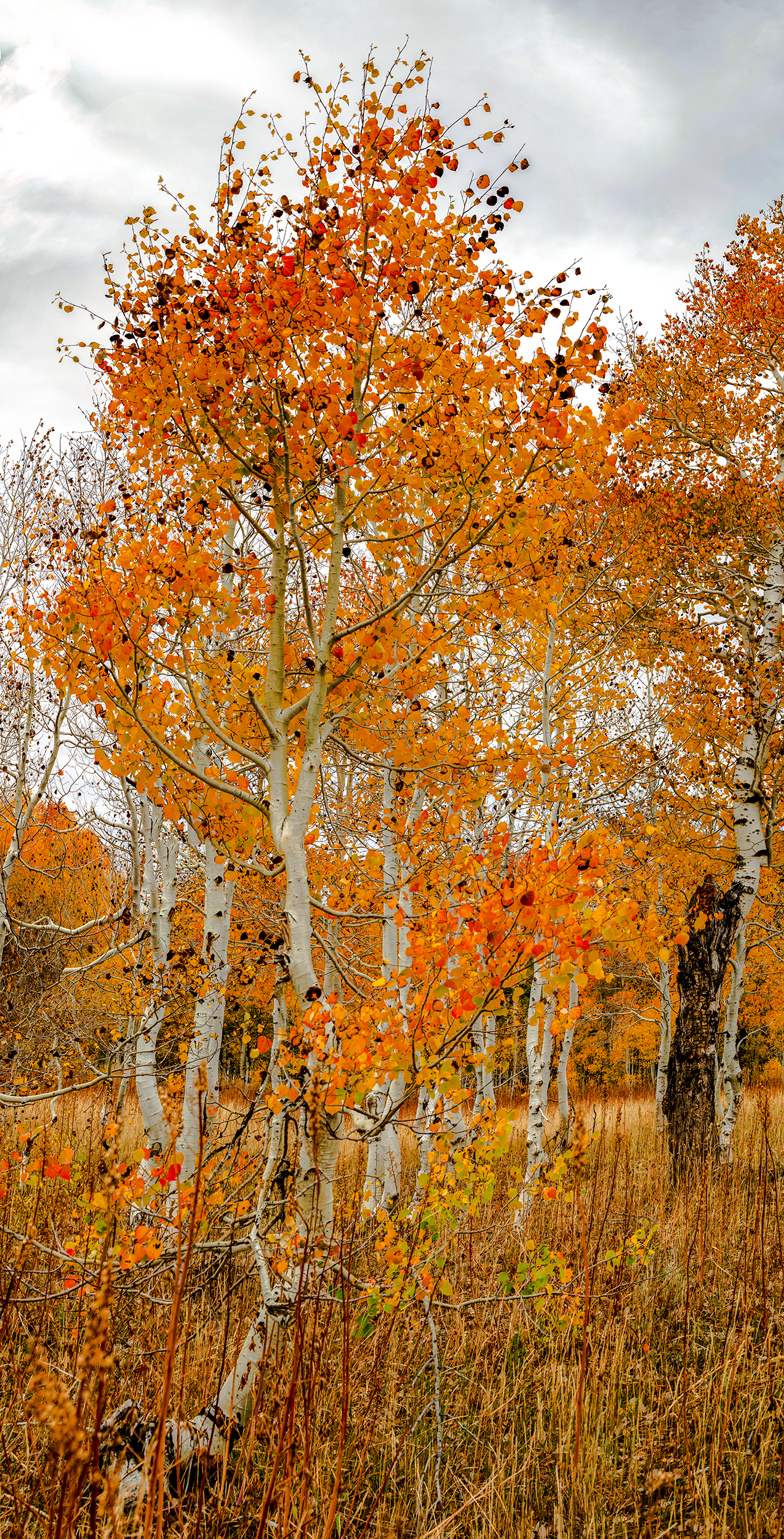 Fillmore-Canyon-aspen.png