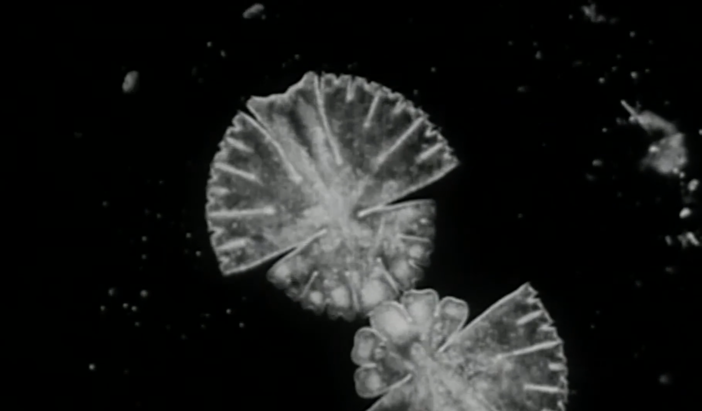 Screen Shot 2018-10-12 at 2.55.28 PM.png