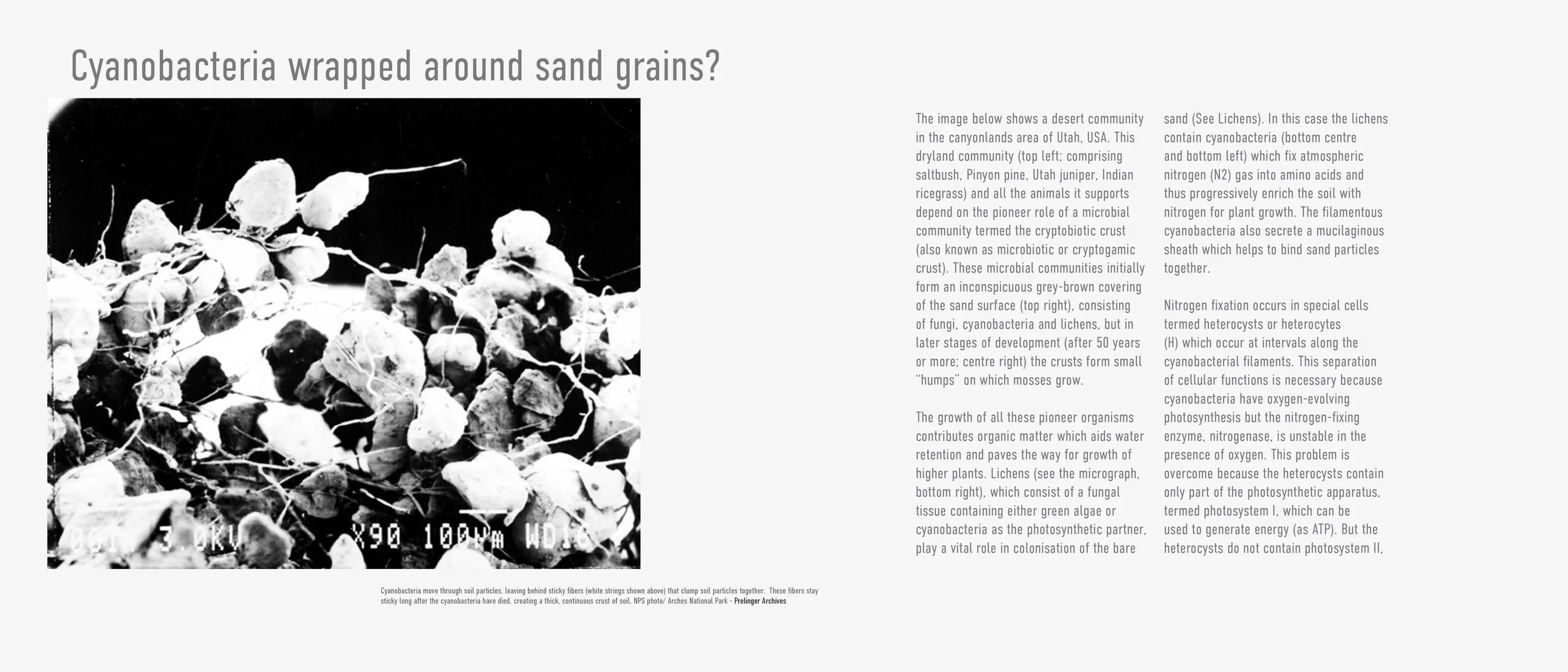 desert chronical cinematic master_final17.jpg