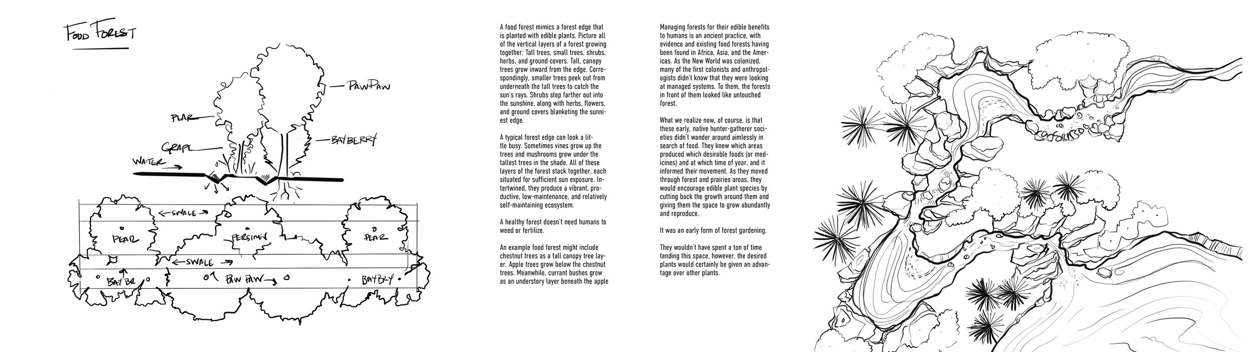 Seeing the Forest Anew_MASTER COMP2.jpg