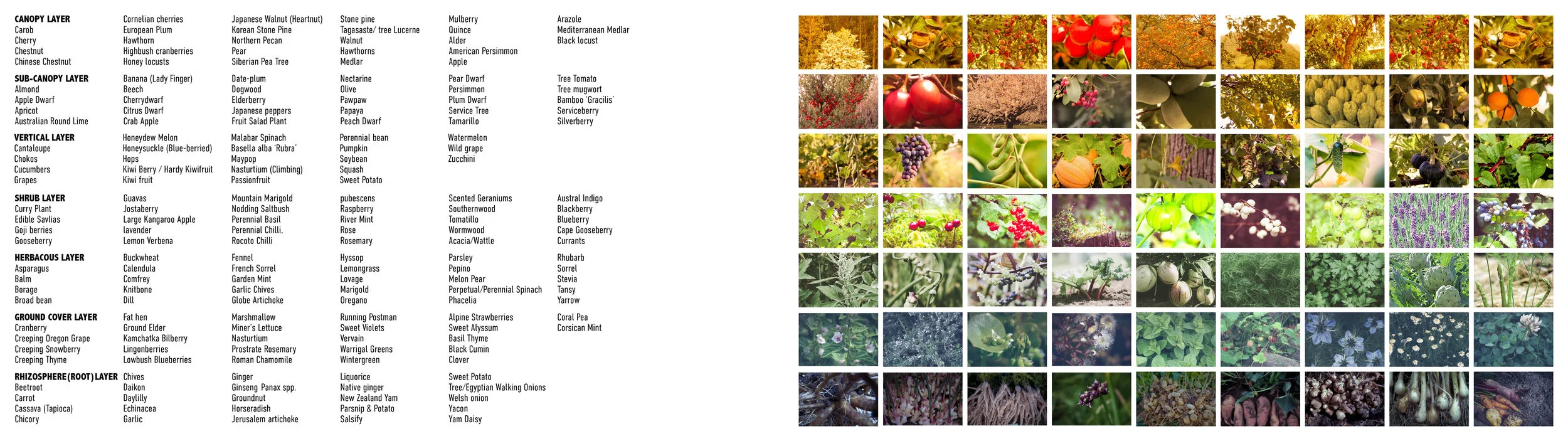 Seeing the Forest Anew_MASTER COMP.jpg