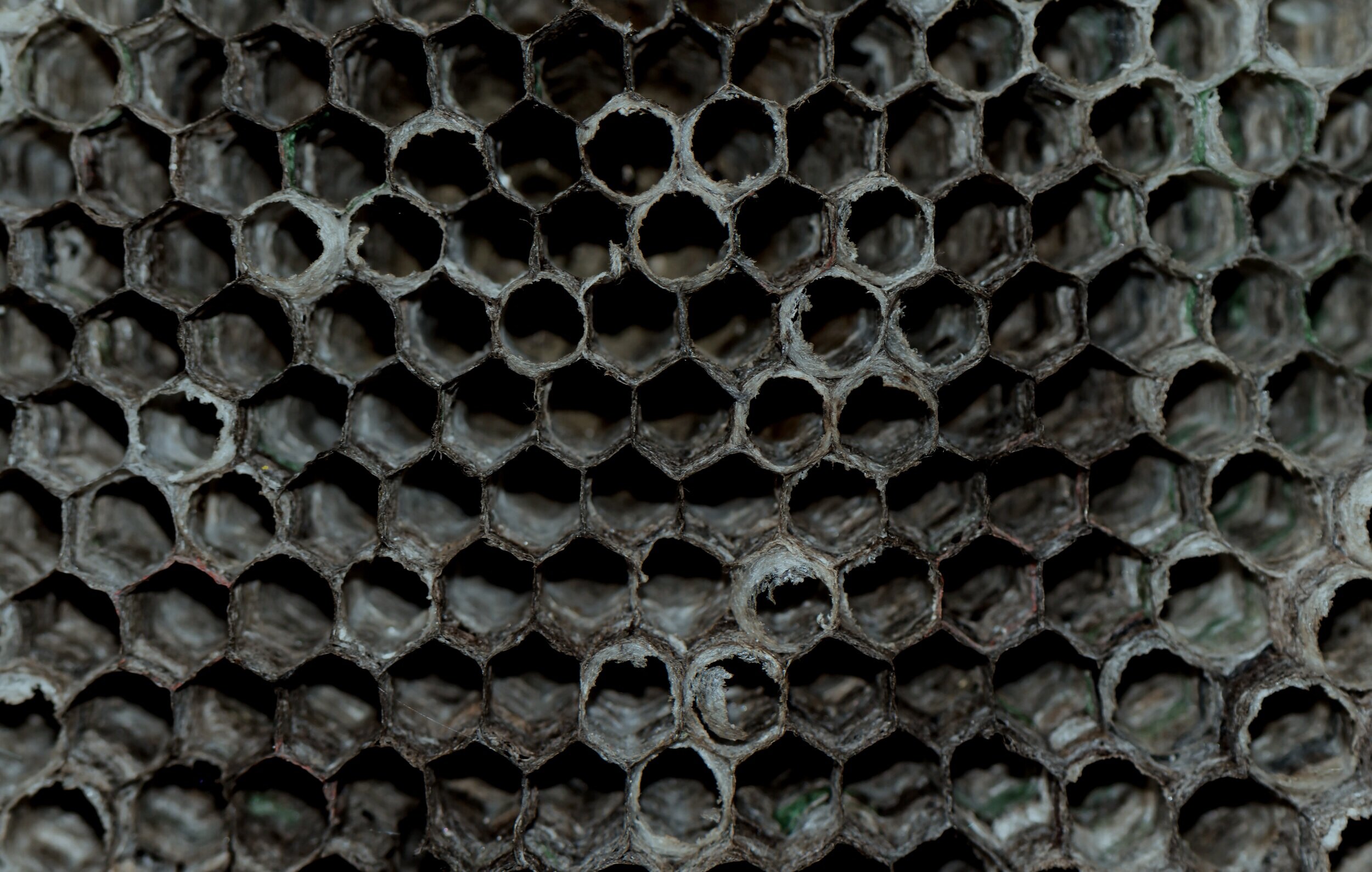 dry-wasp-hive-close-up-wasp-hive-background.jpg