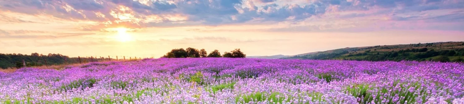 Peaceful-Nature-Flowers-Wallpapers-7.jpg