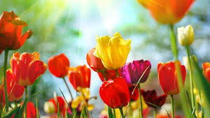 spring.jpeg