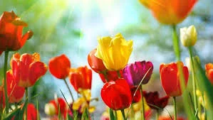 Seasonal Symptoms? Check in with Nature’s Doctors