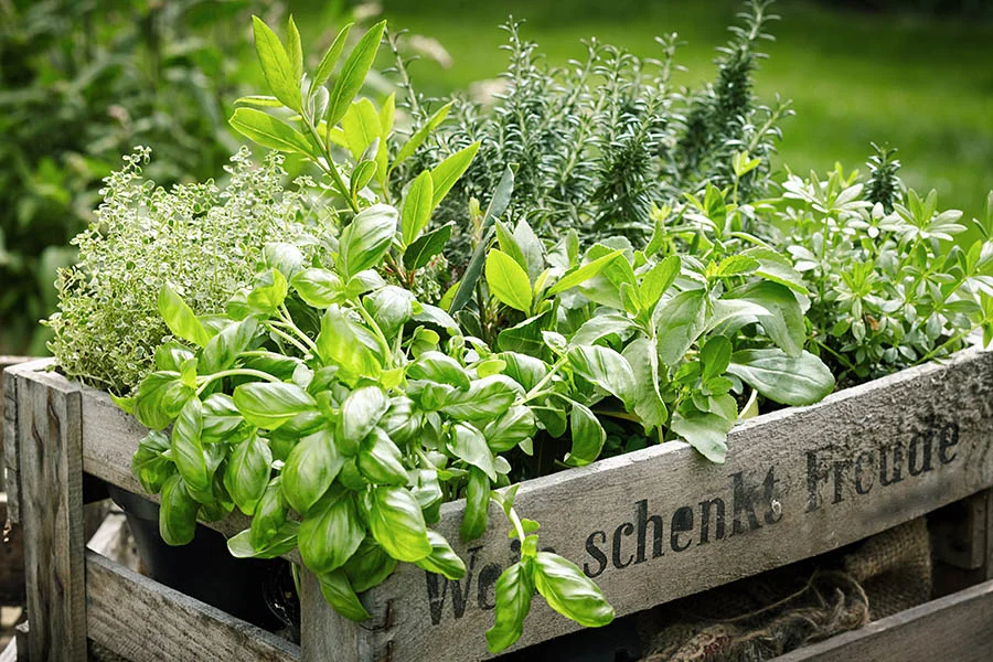 WFAS Spring.to.Summer.Herbs.jpg