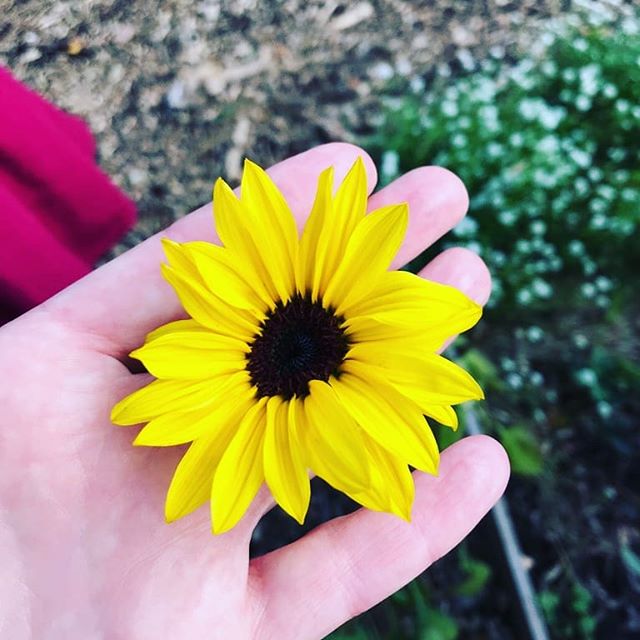 Sometimes the past comes to say hello 🌻
.
My friend and boss at my previous job just sent me this saying a student had picked it because it reminded them of me. If only they knew how many times I thought about them in a day, or the ways in which wor